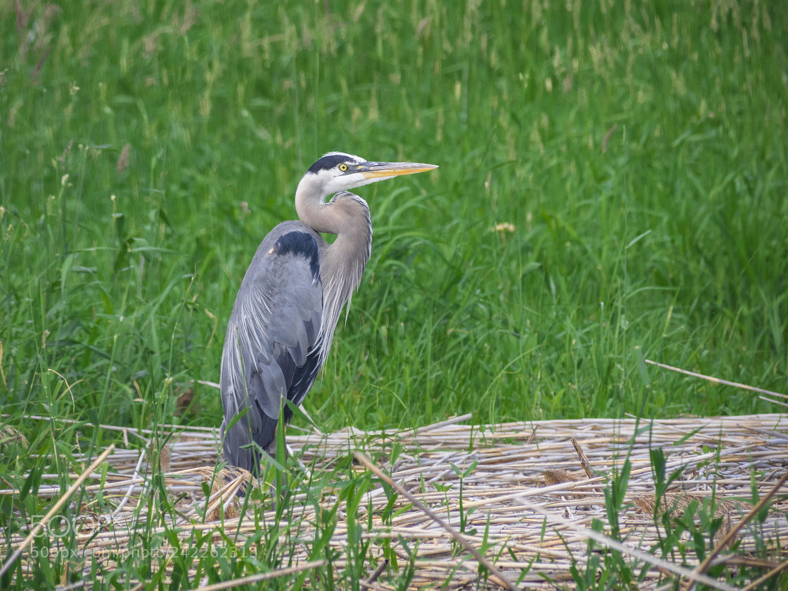 Olympus OM-D E-M1 sample photo. Great blue heron fishing photography