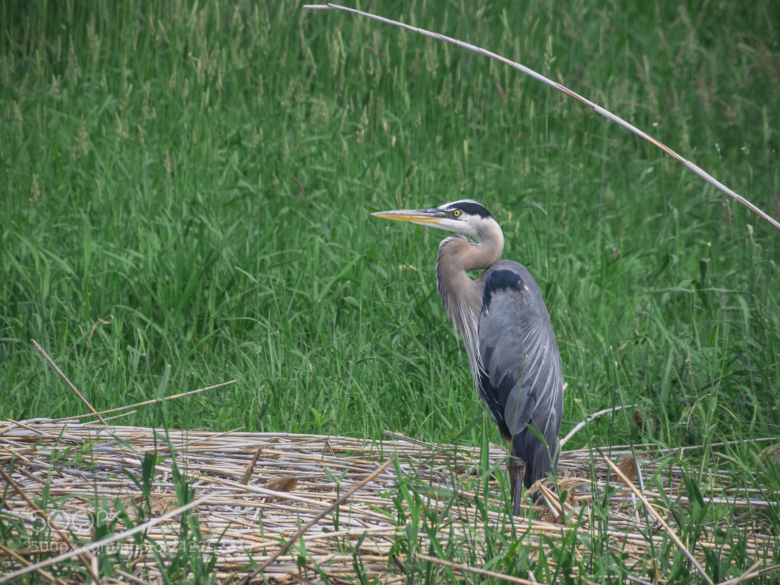 Olympus OM-D E-M1 sample photo. Great blue heron fishing photography