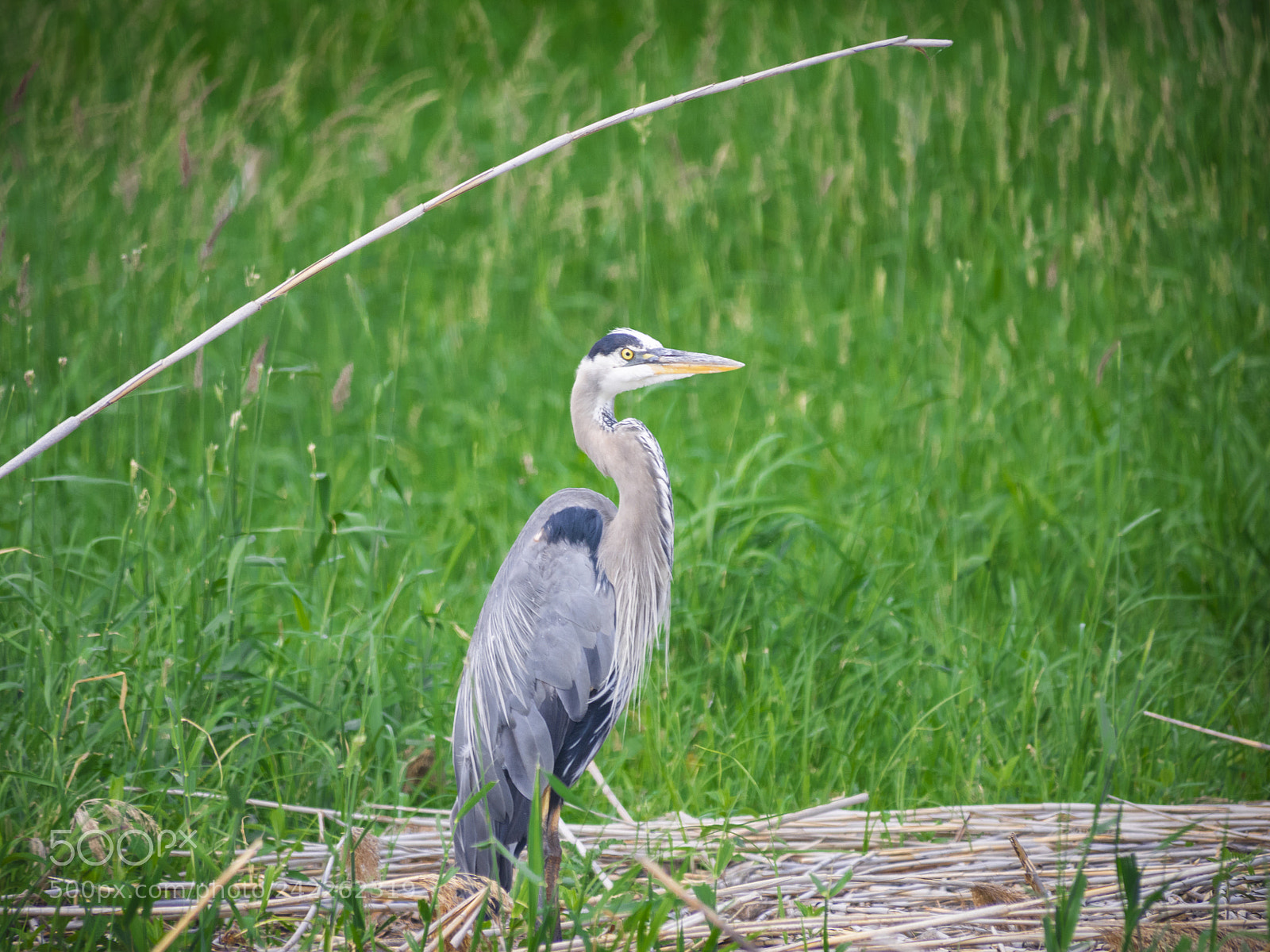 Olympus OM-D E-M1 sample photo. Great blue heron fishing photography