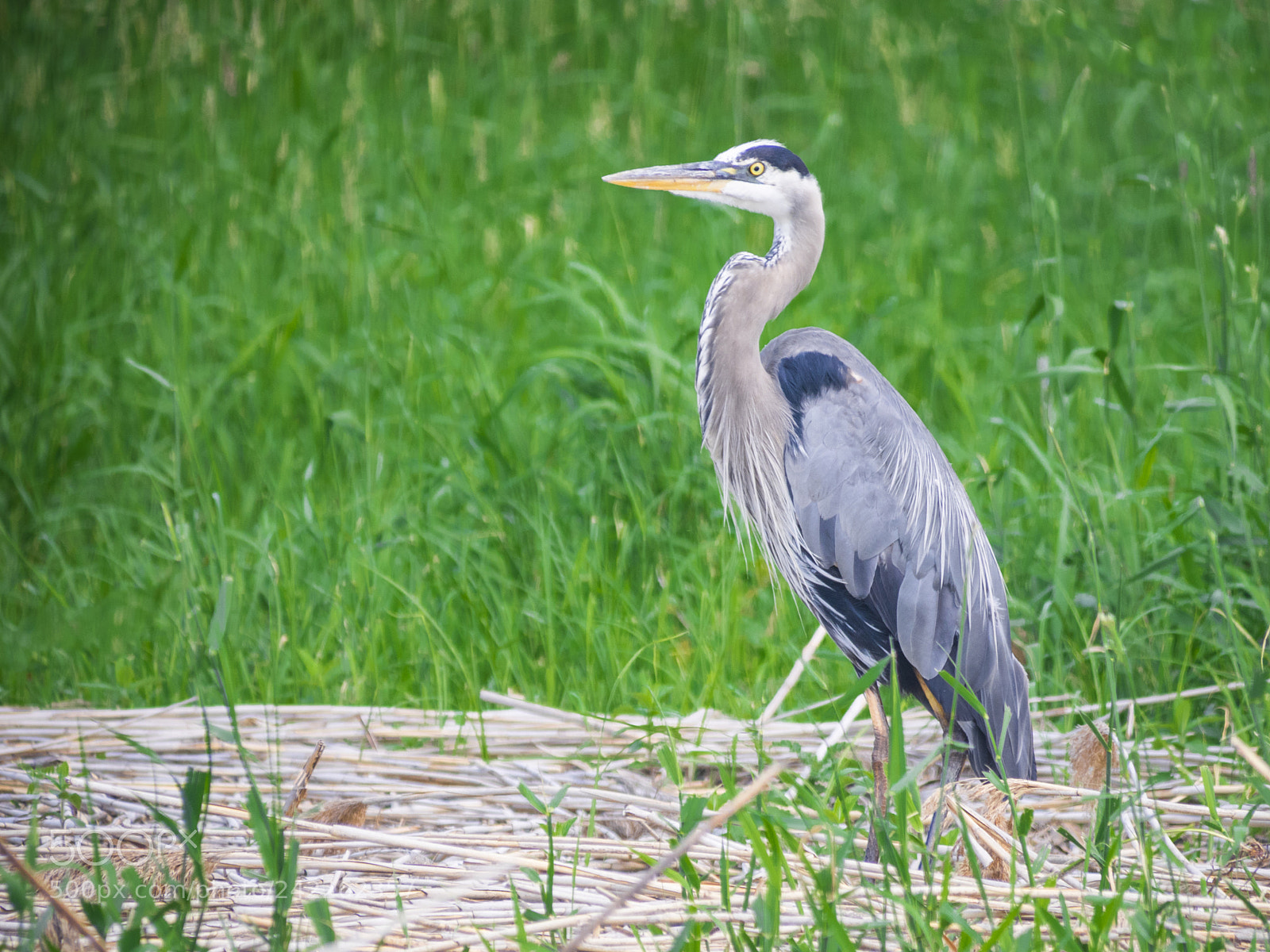 Olympus OM-D E-M1 sample photo. Great blue heron fishing photography