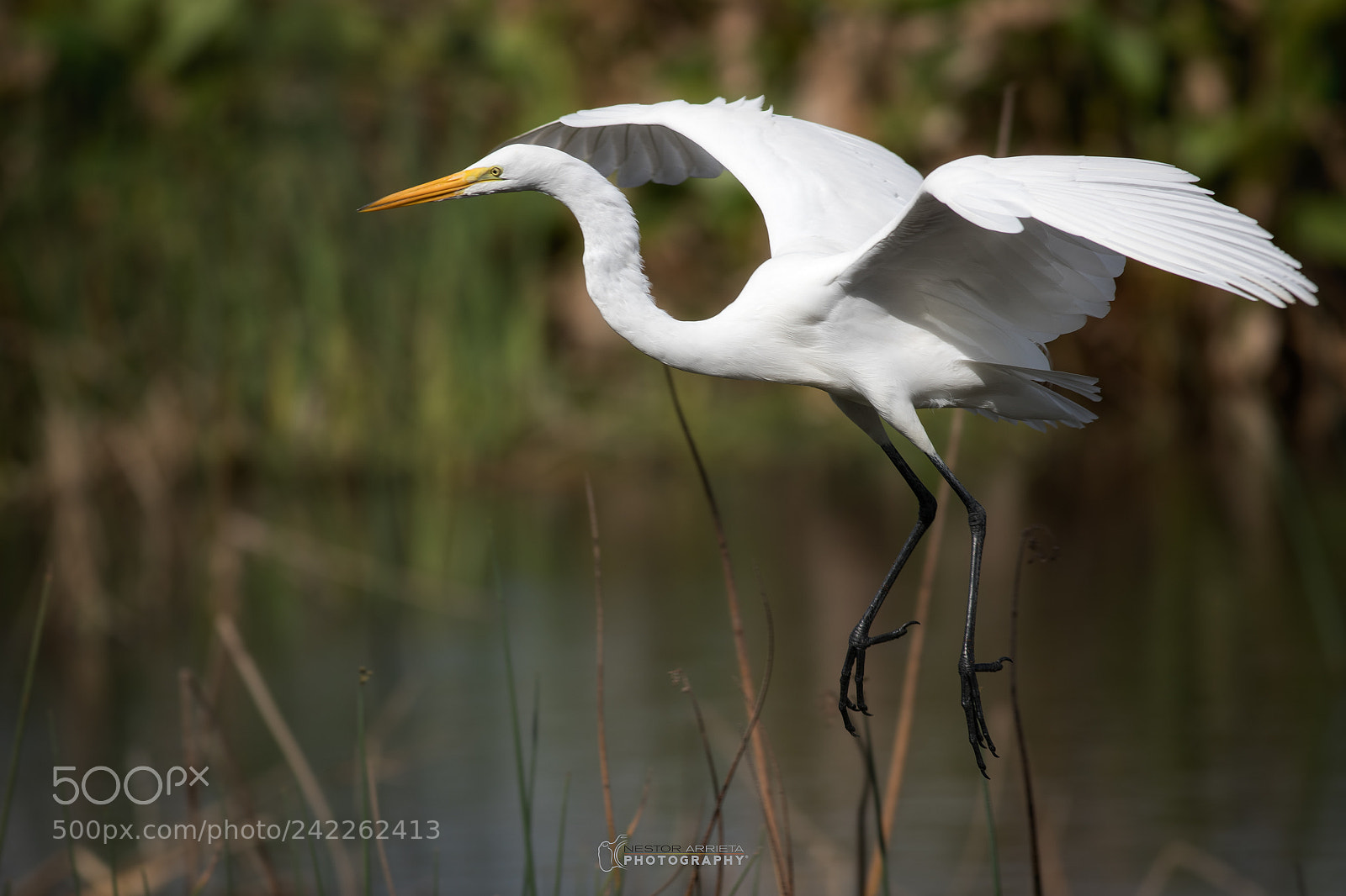 Canon EOS-1D X Mark II sample photo. Great egret photography