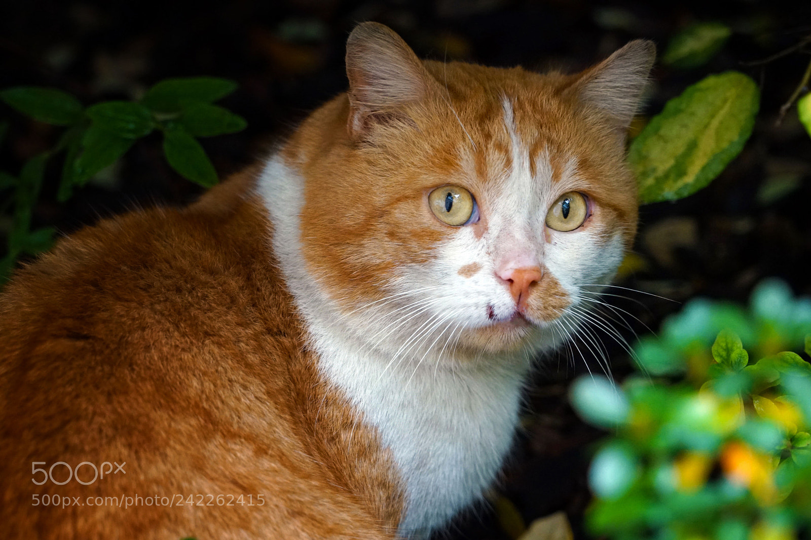 Sony a7 II sample photo. Cannelle photography