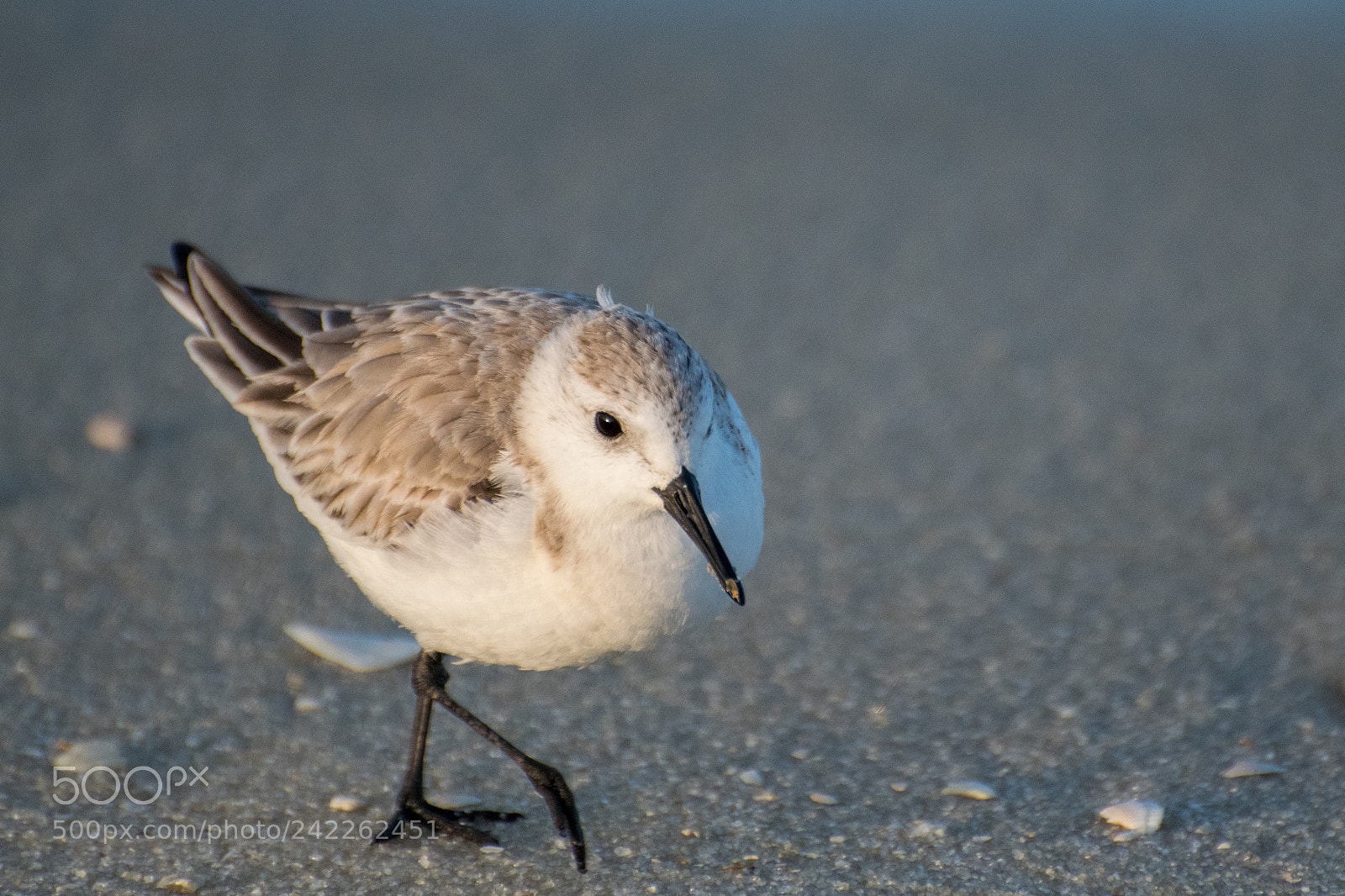 Nikon D500 sample photo. Bird walking on beach photography