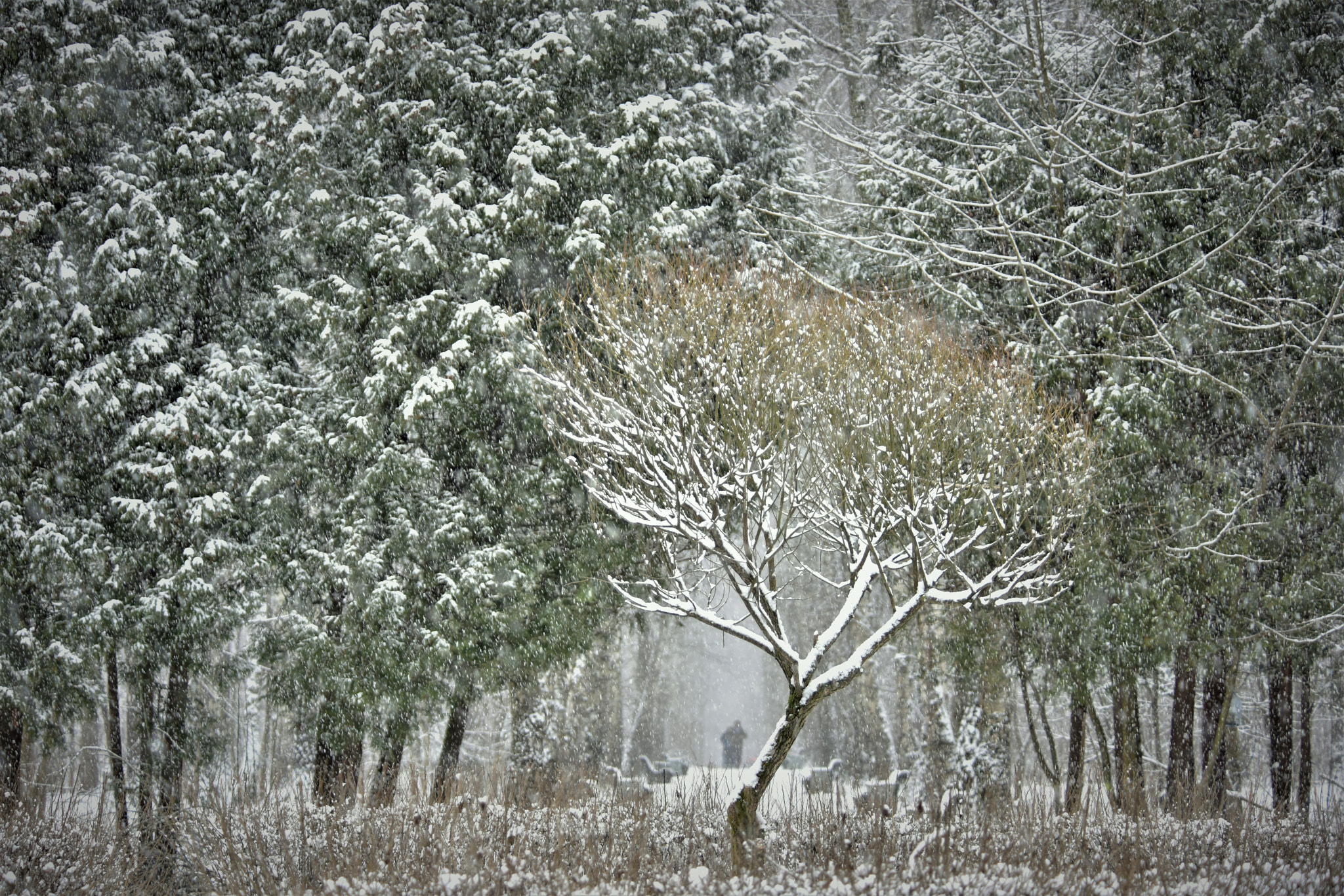 Nikon D810 sample photo
