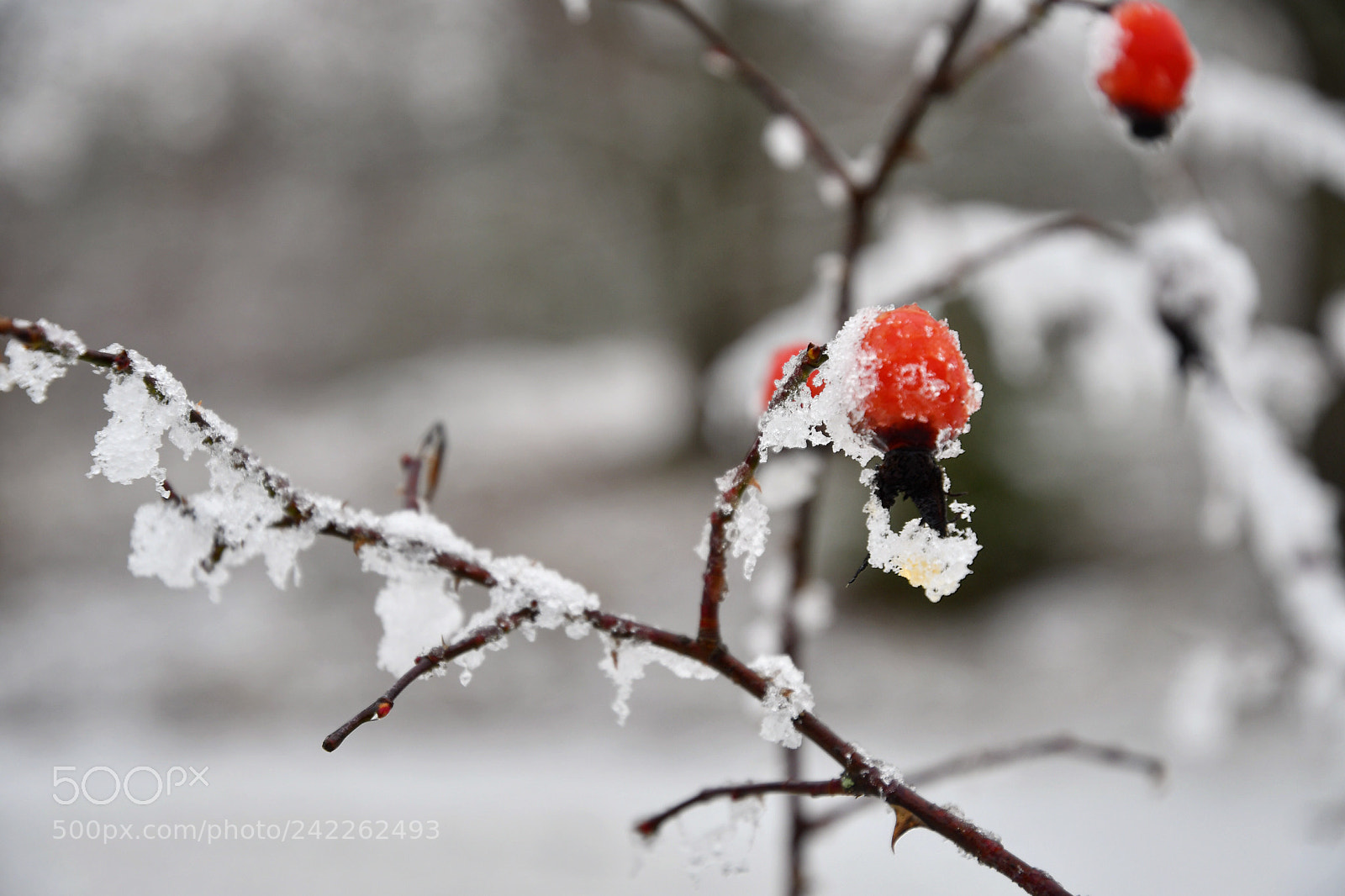 Nikon D500 sample photo. Winter ❄️ photography