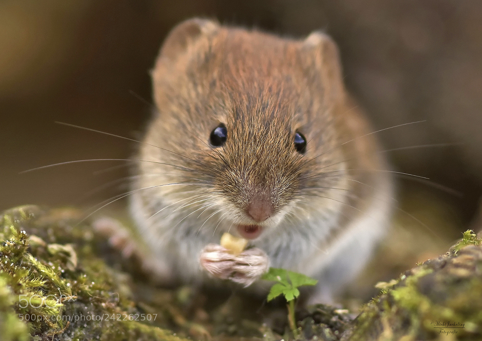Nikon D7200 sample photo. Finn (wildlife) photography