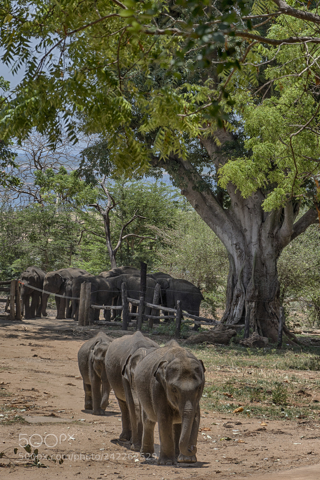 Nikon D7200 sample photo. Orphan elephants photography