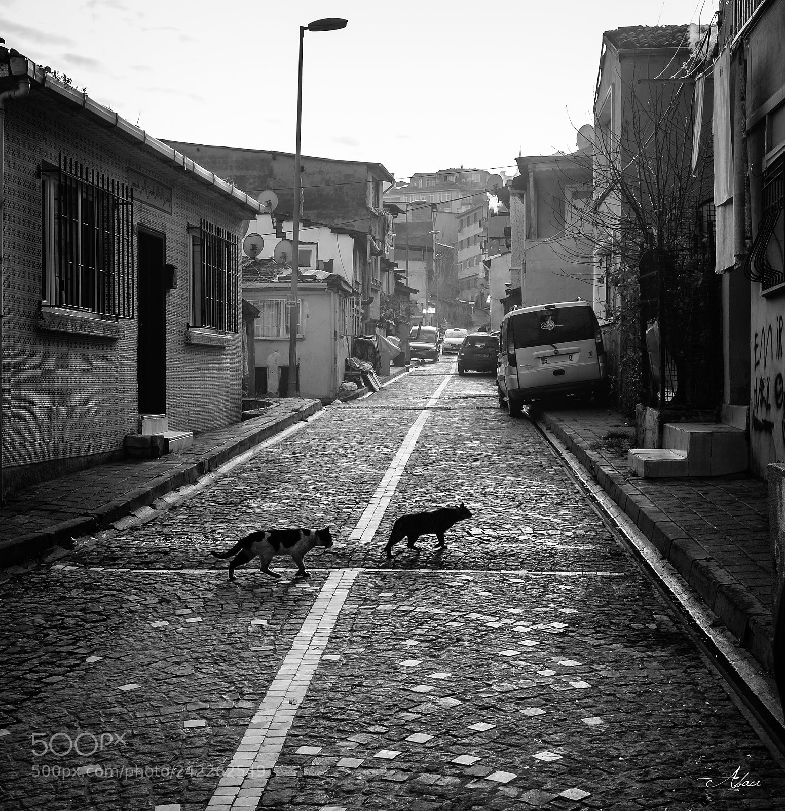 Fujifilm X-T2 sample photo. Katzen photography