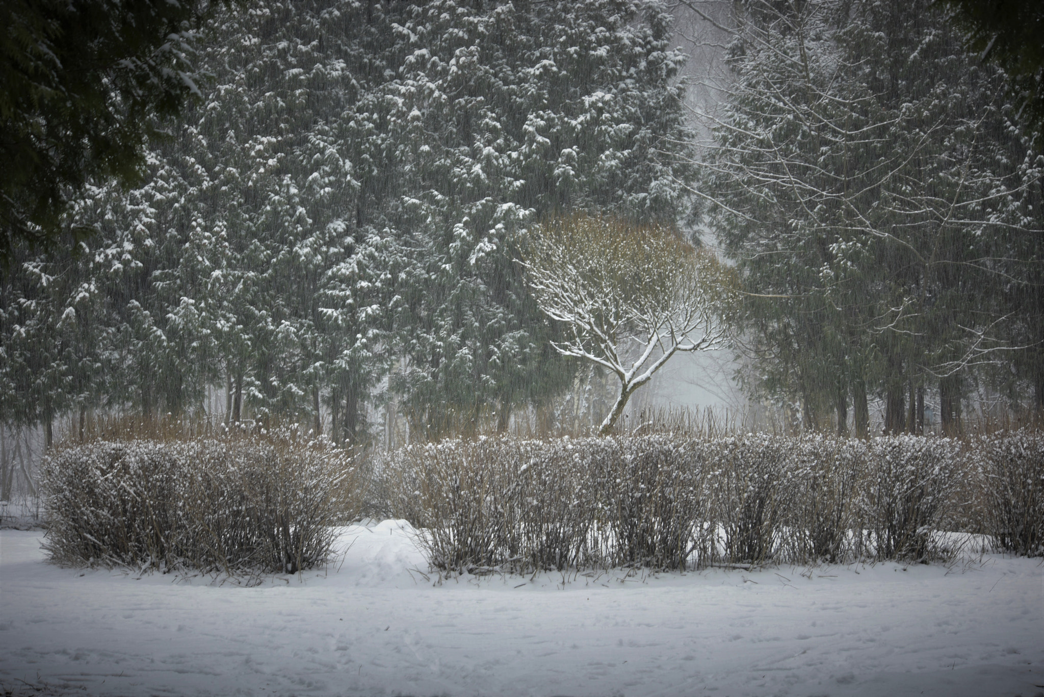 Nikon D810 sample photo
