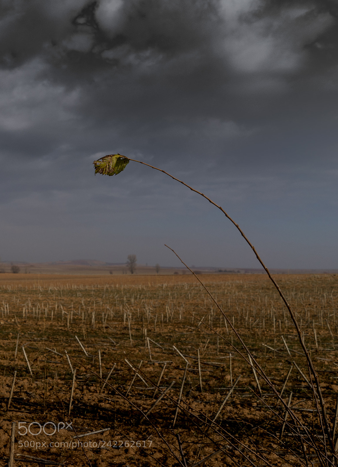 Sony a7 II sample photo. Winter at castilla. spain photography