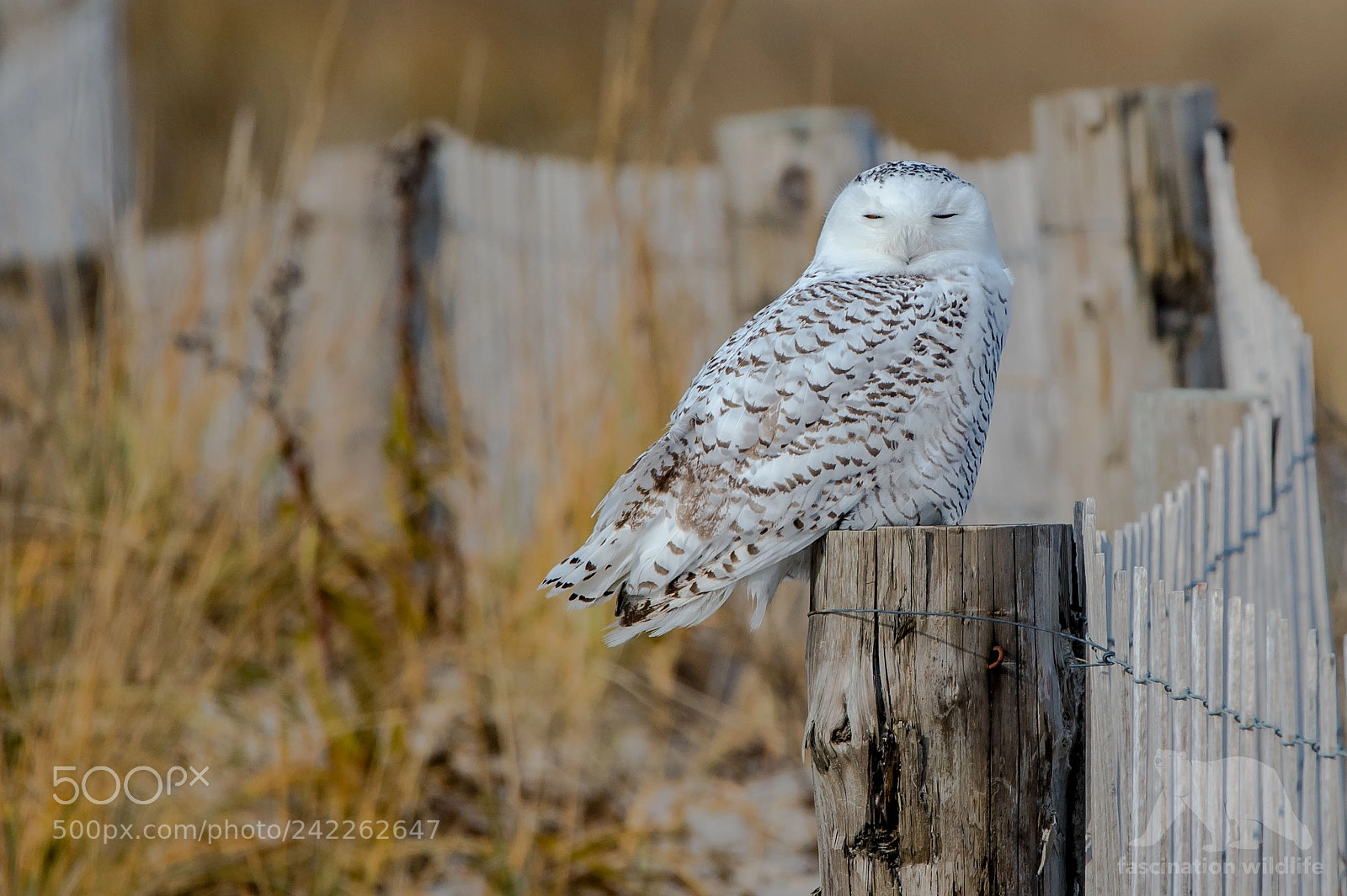Nikon D4S sample photo. Sleepy snowy owl photography