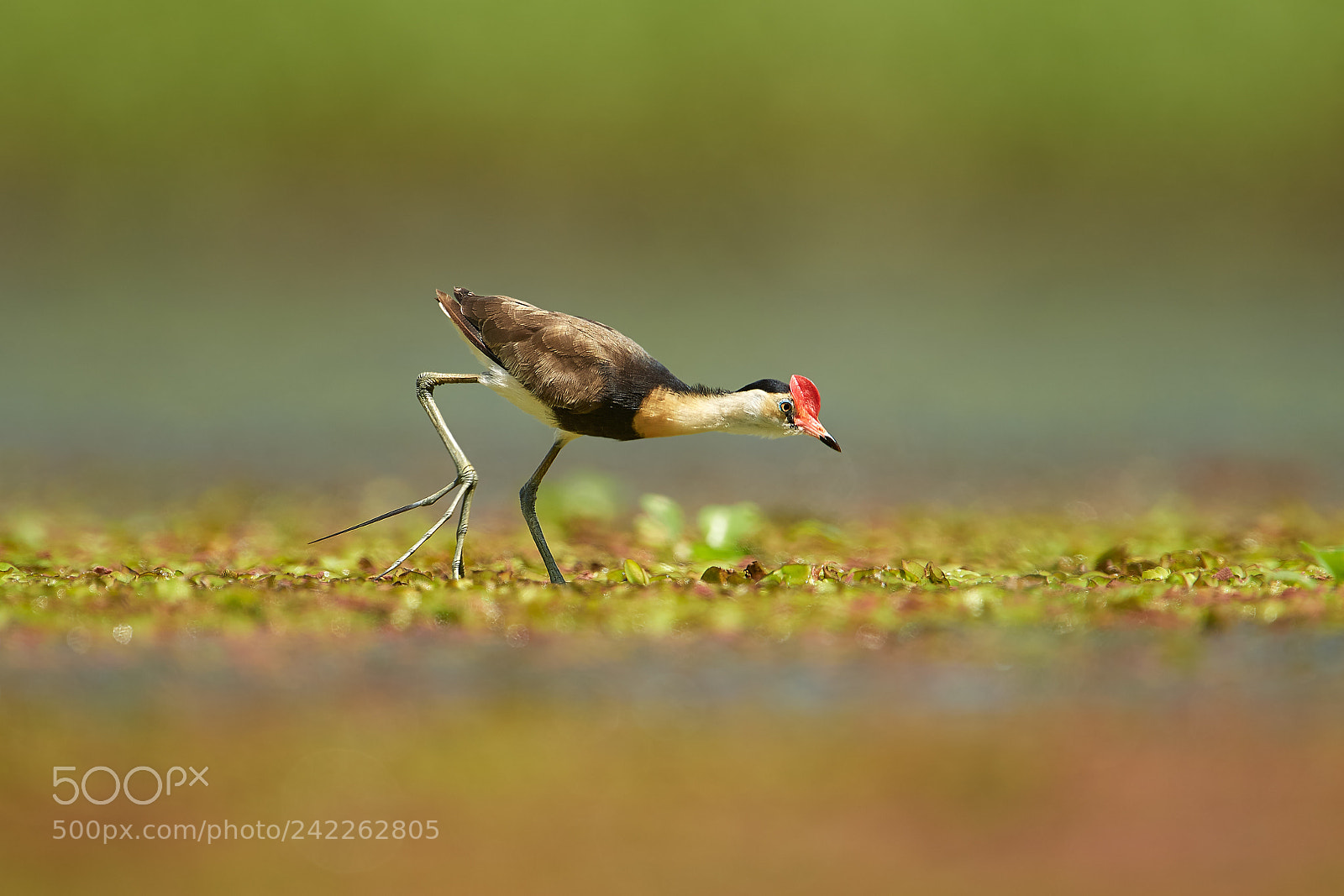 Nikon D500 sample photo. Comb-crested jacana (irediparra gallinacea) photography