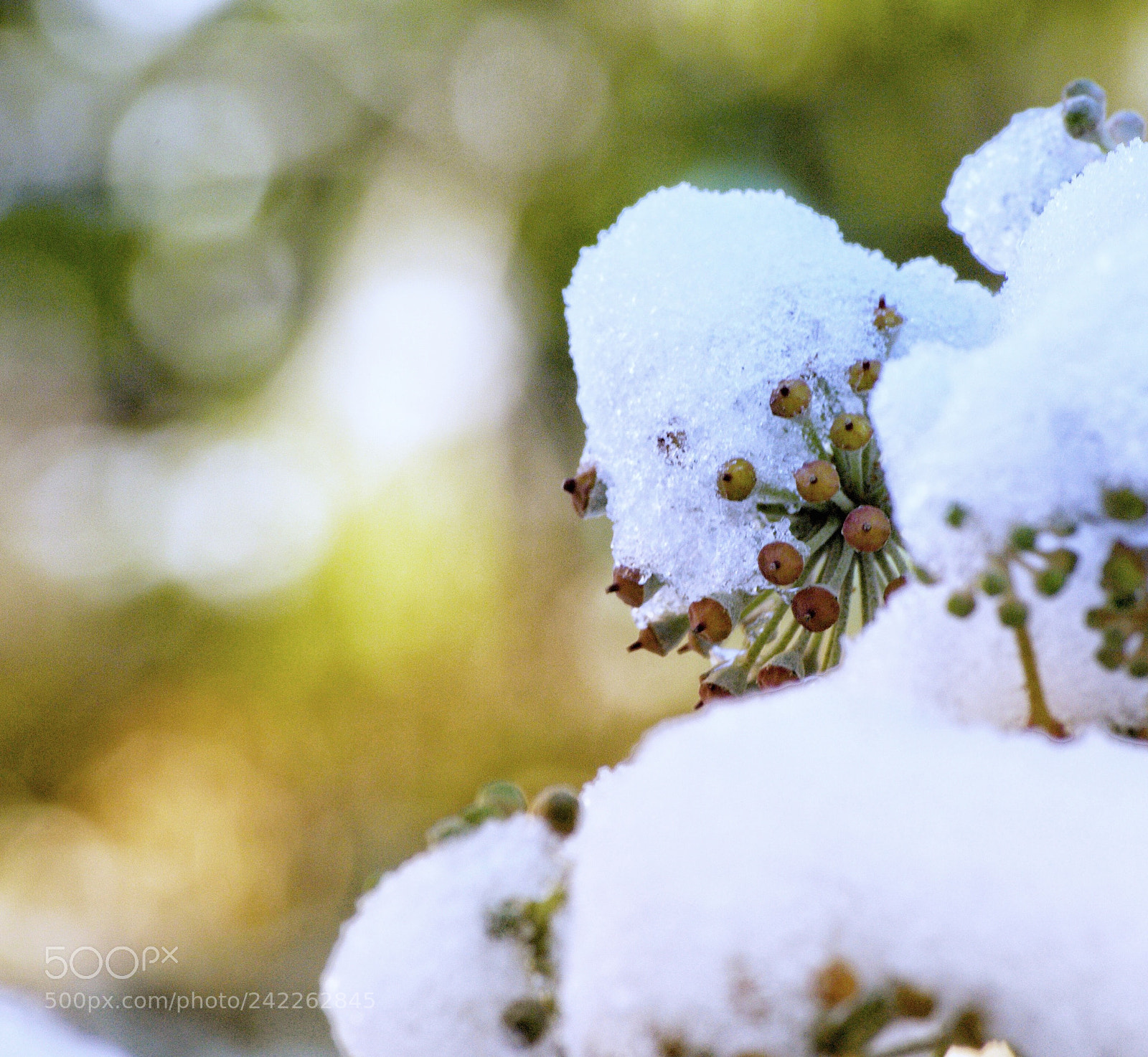 Nikon D5000 sample photo. Snow photography