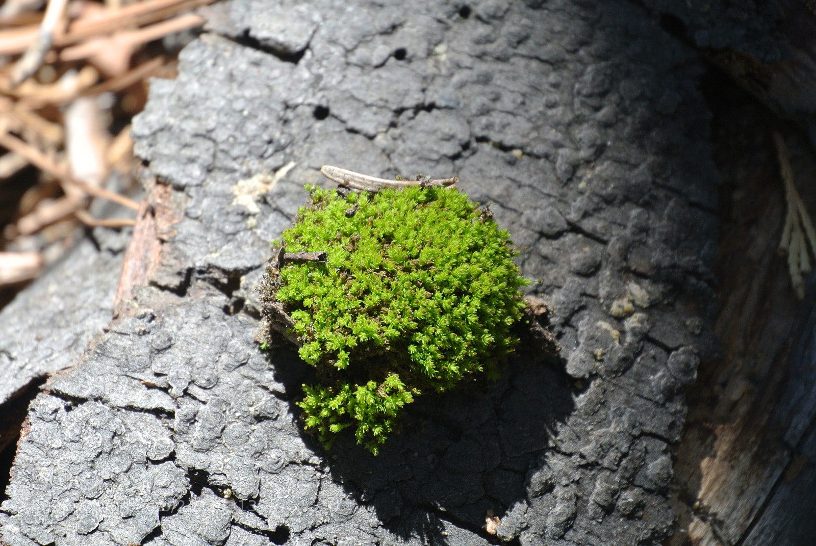 Nikon 1 J1 sample photo. Bryophytes photography