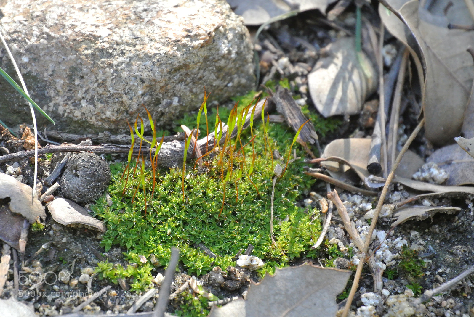 Nikon 1 J1 sample photo. Bryophytes photography