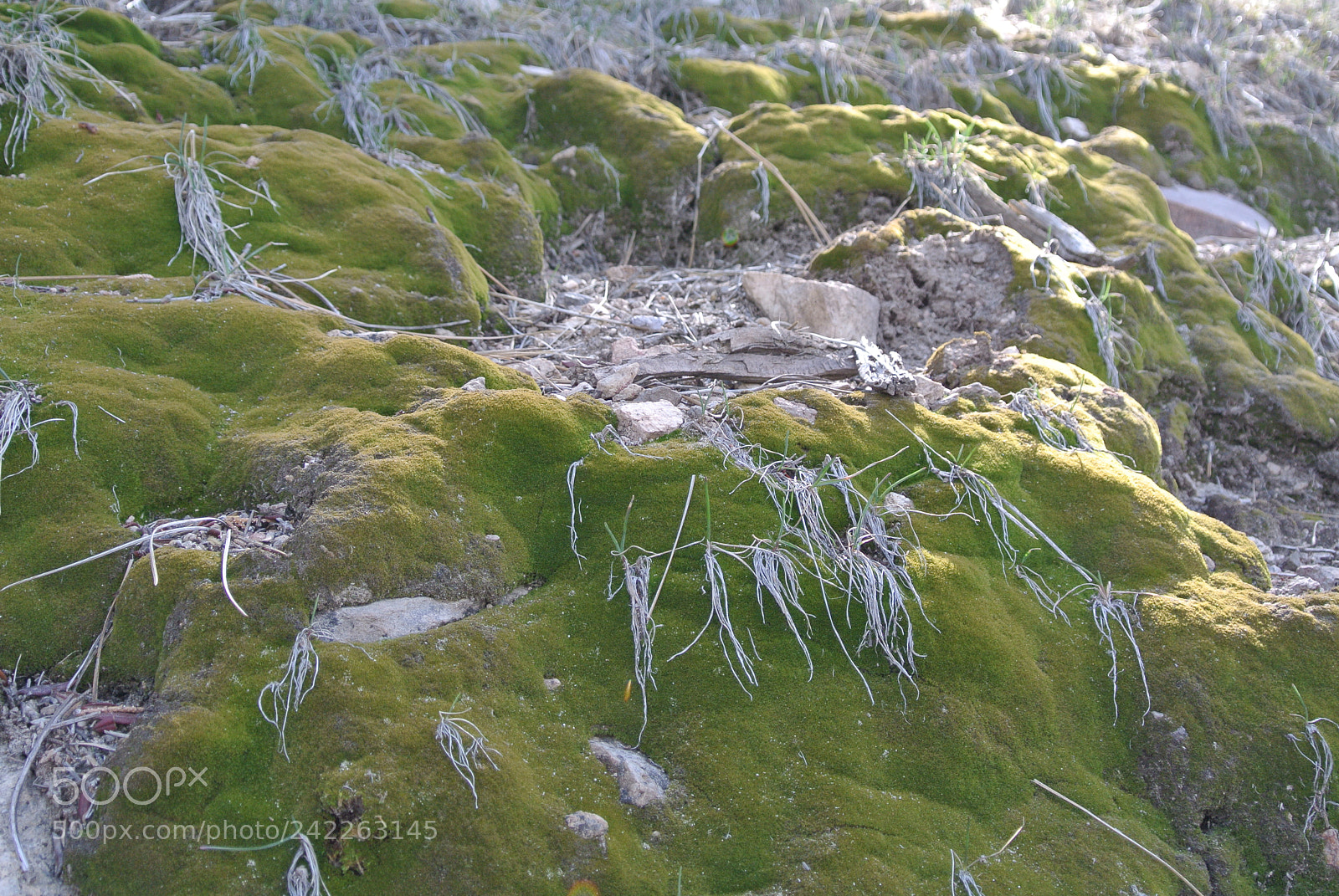 Nikon 1 J1 sample photo. Bryophytes photography
