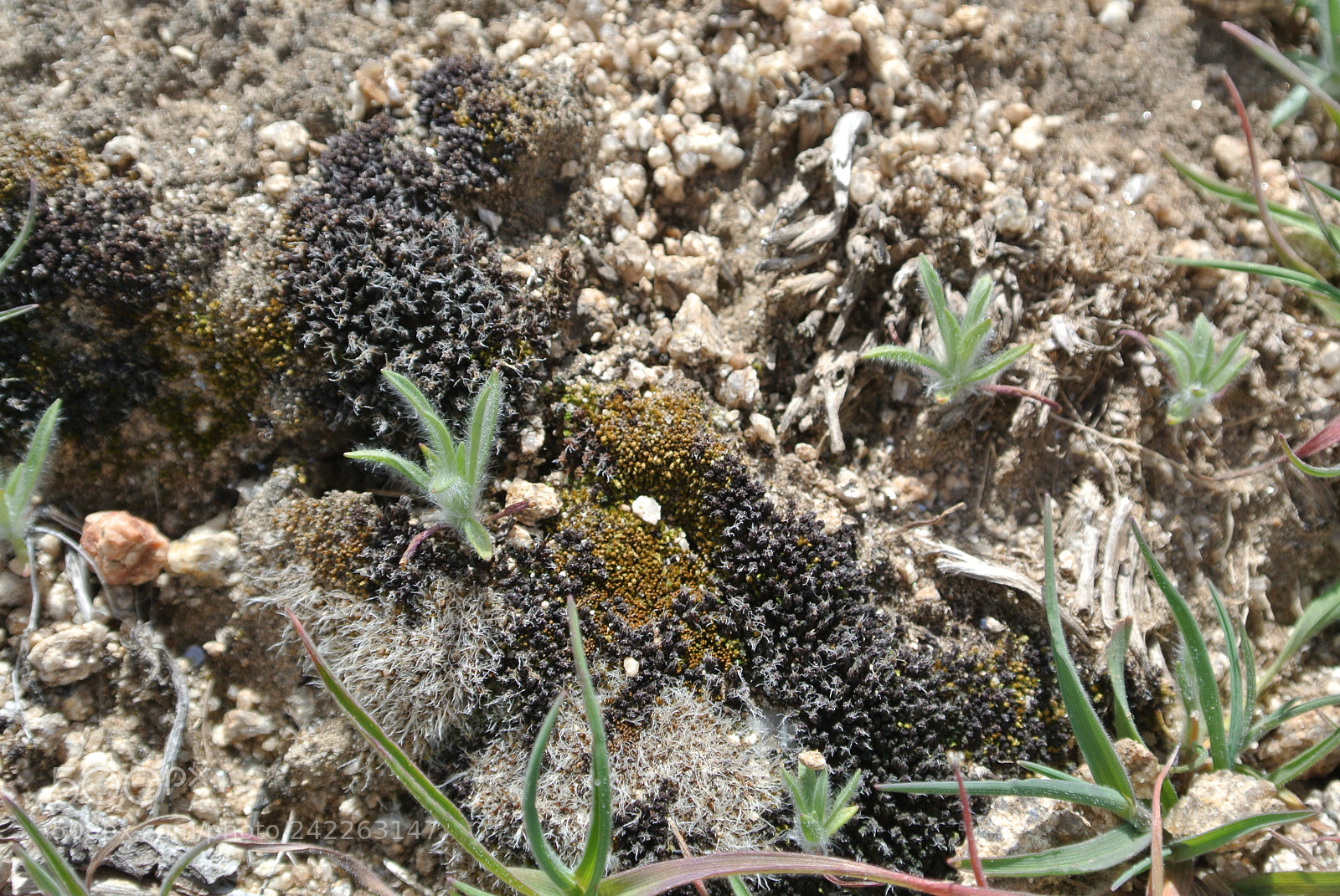 Nikon 1 J1 sample photo. Bryophytes photography