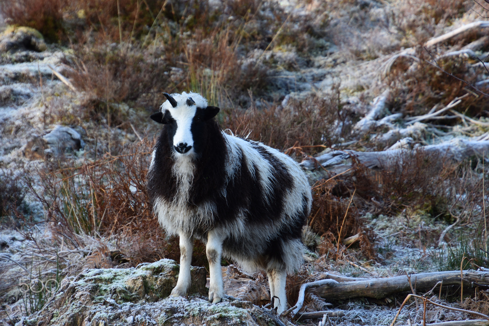 Nikon D7200 sample photo. Jacob sheep photography