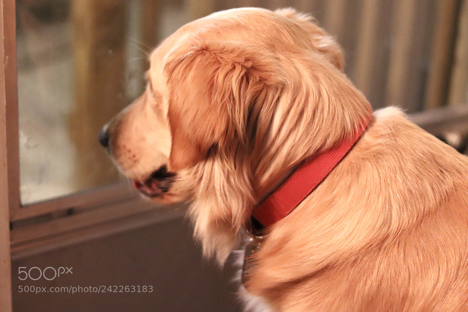 Canon EOS 200D (EOS Rebel SL2 / EOS Kiss X9) sample photo. Love for retrievers photography