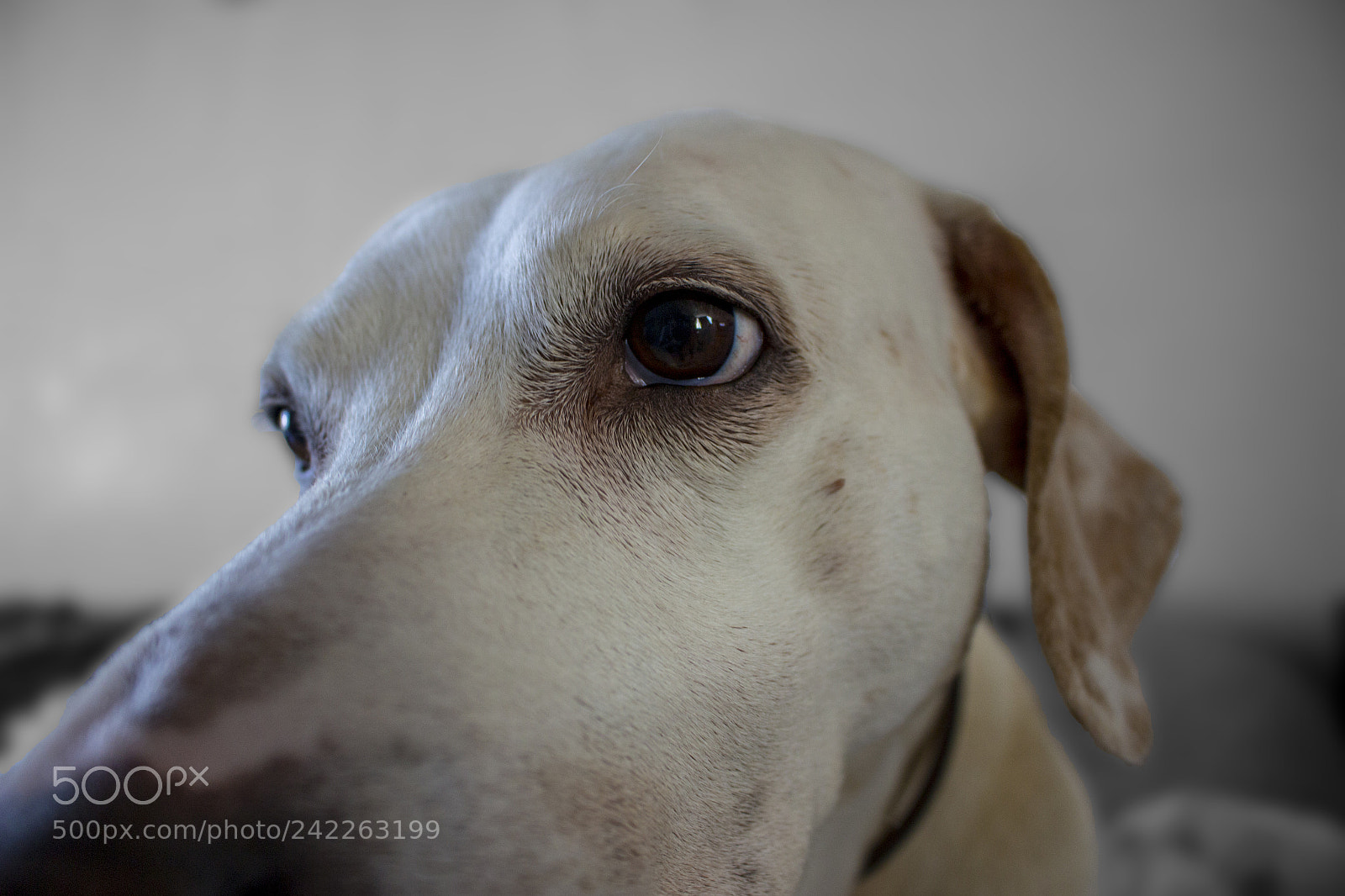 Canon EOS 100D (EOS Rebel SL1 / EOS Kiss X7) sample photo. My dog photography