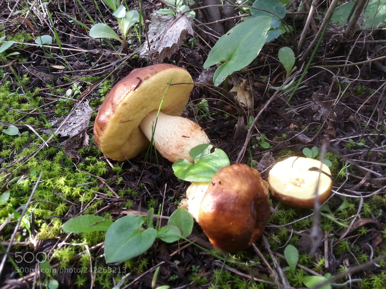 Samsung Galaxy S3 sample photo. Untitled photography