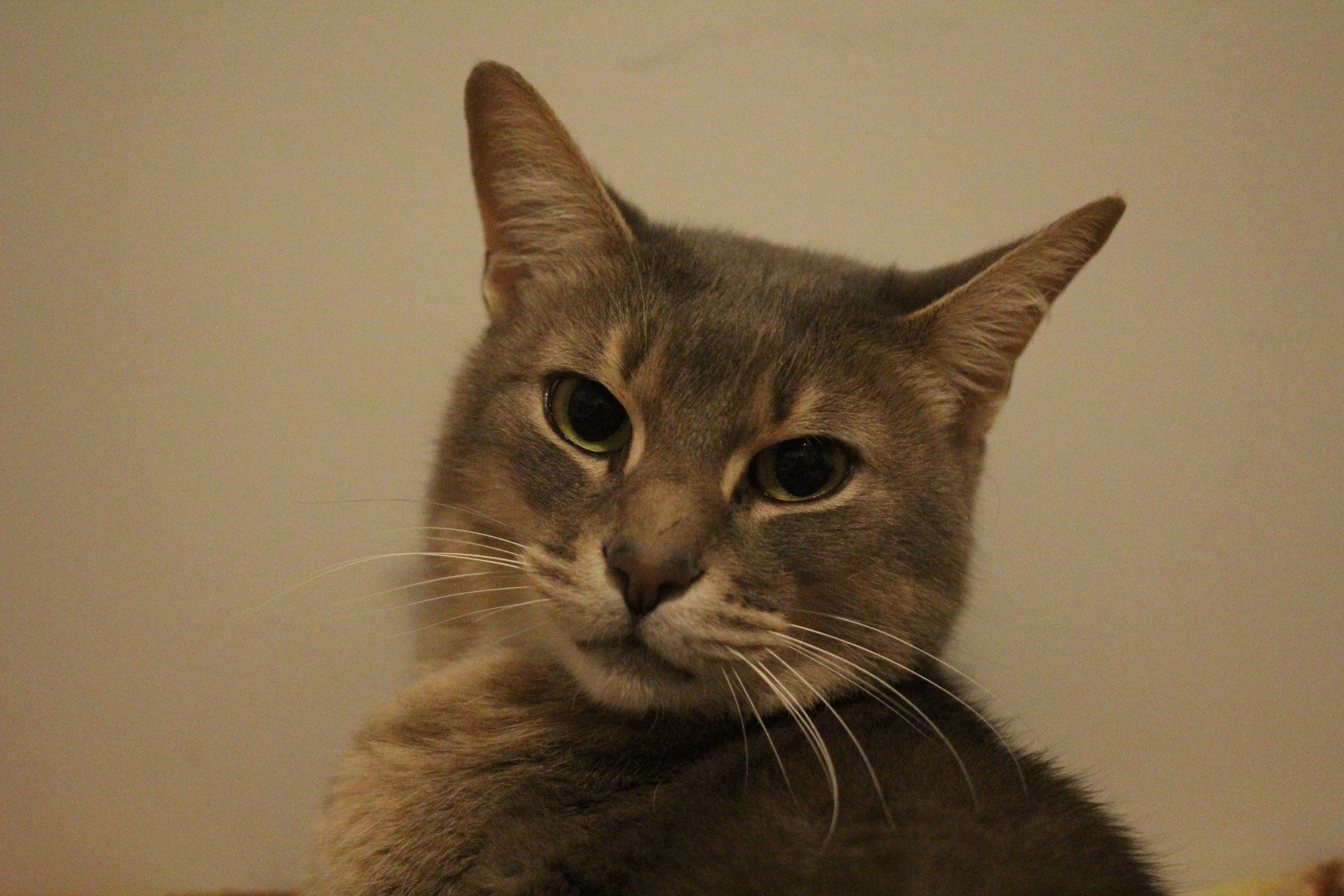 Canon EOS 600D (Rebel EOS T3i / EOS Kiss X5) + Canon EF 40mm F2.8 STM sample photo. Img photography