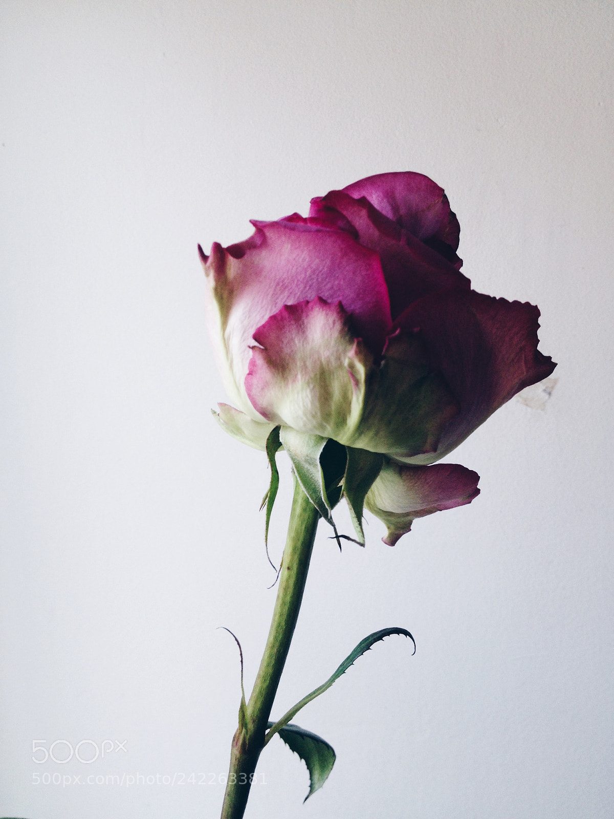 Apple iPhone 4S sample photo. Untitled photography