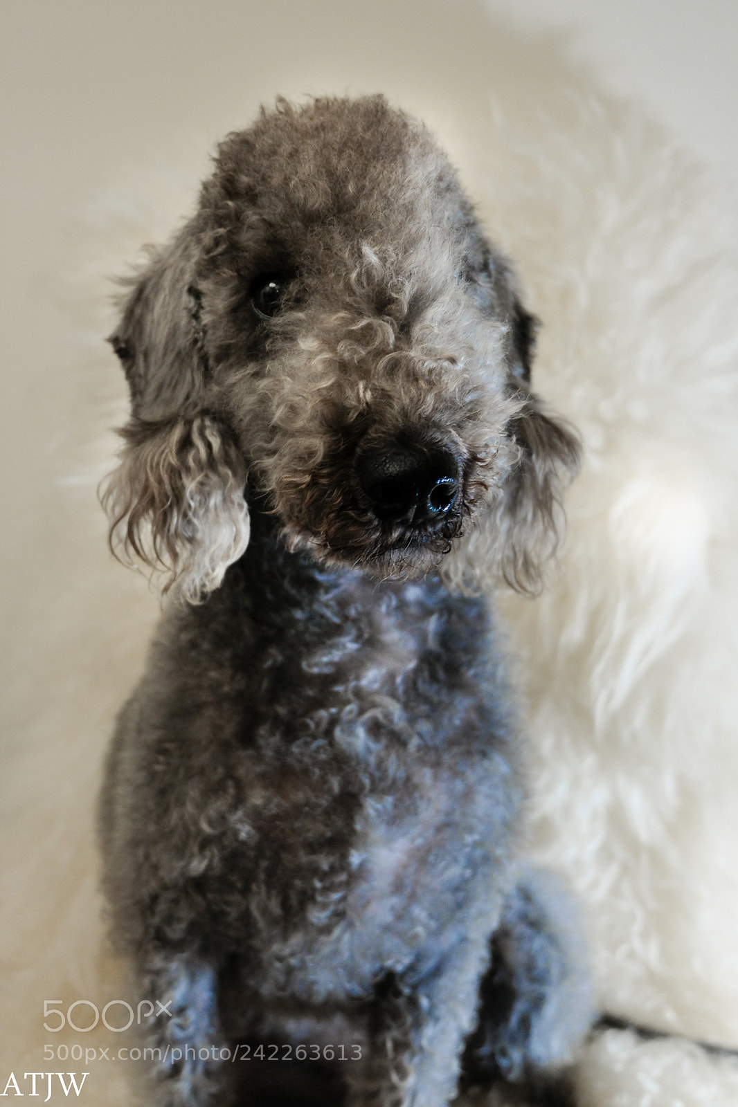 Fujifilm X-T20 sample photo. Tilly (of ) photography