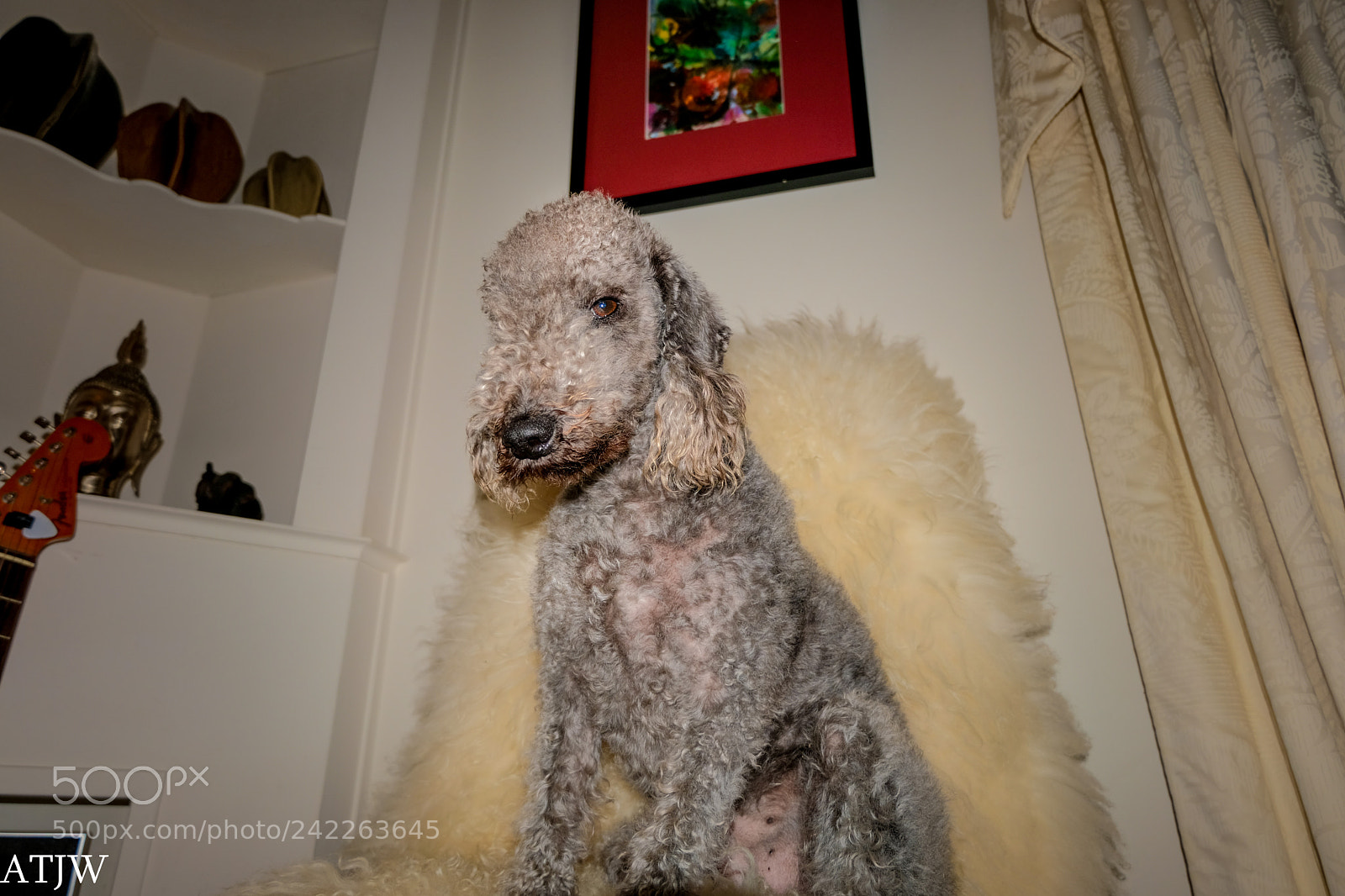 Fujifilm X-T20 sample photo. Tilly (of ) photography