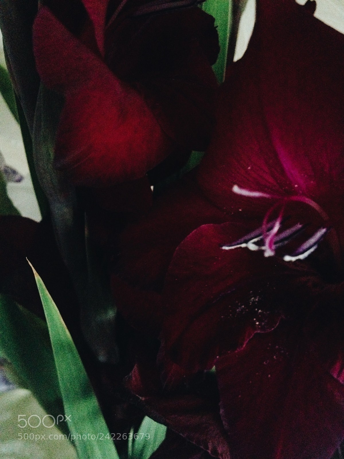 Apple iPhone 4S sample photo. Untitled photography