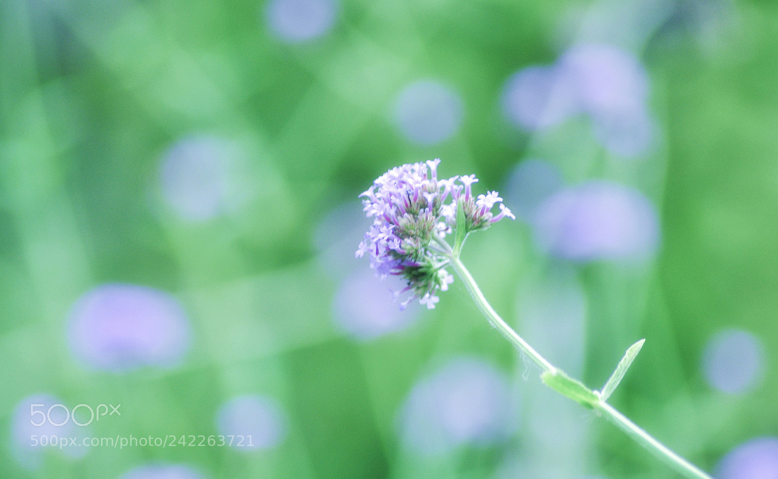 Nikon D90 sample photo. 一枝独秀 photography