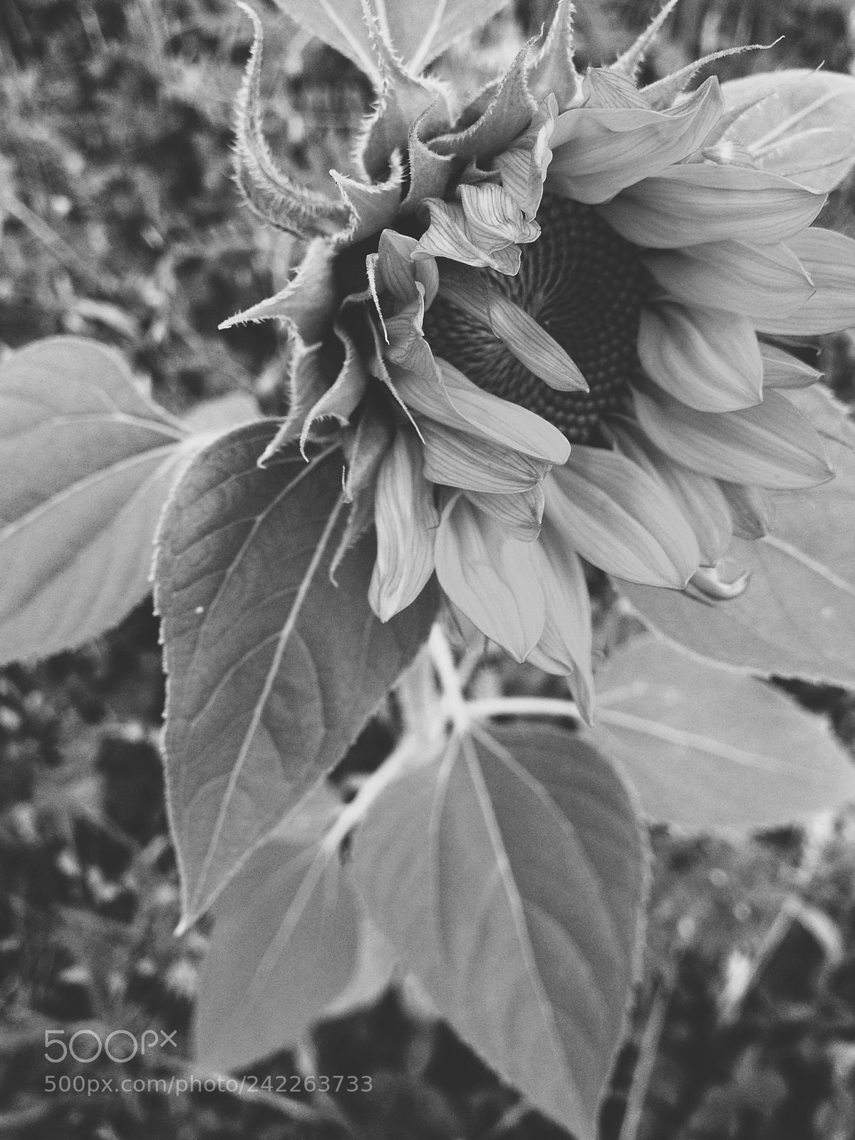 Apple iPhone 4S sample photo. Untitled photography