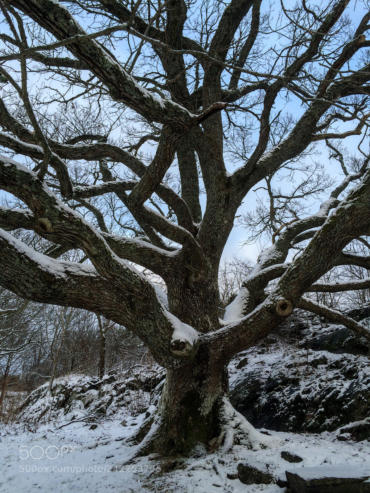 Apple iPhone 5s sample photo. The oak ii photography