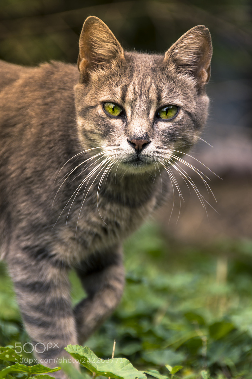Nikon D7200 sample photo. The flash photography