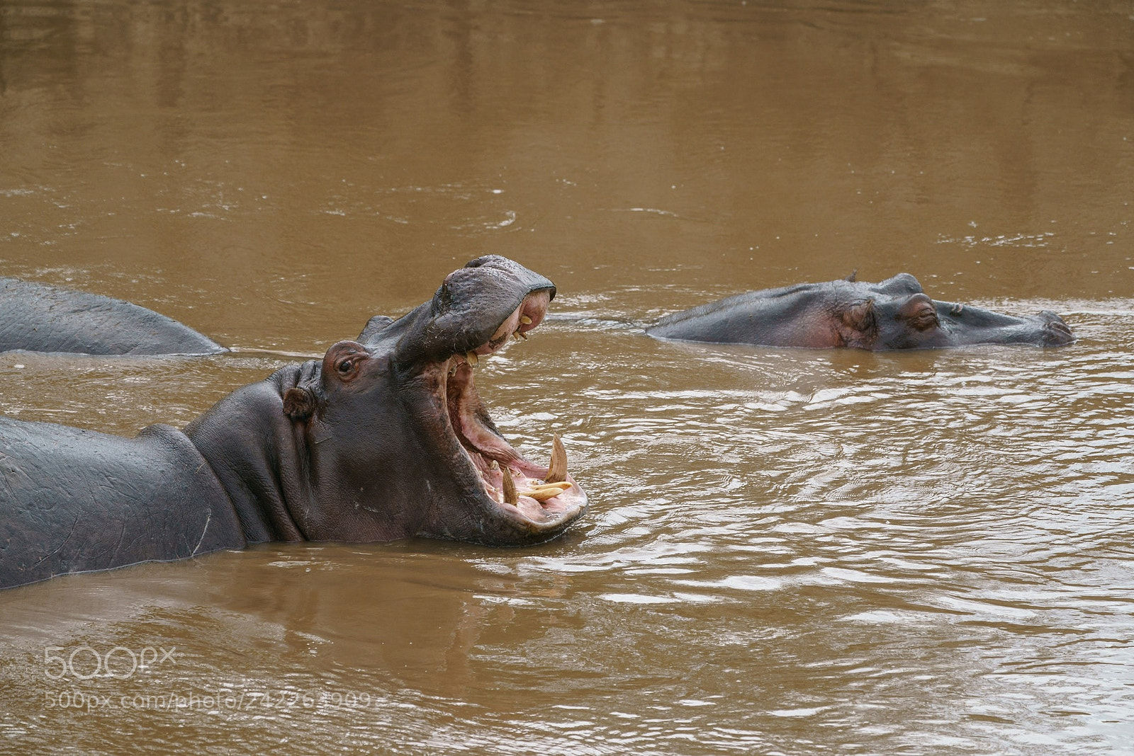 Sony a9 sample photo. A hippo in the photography