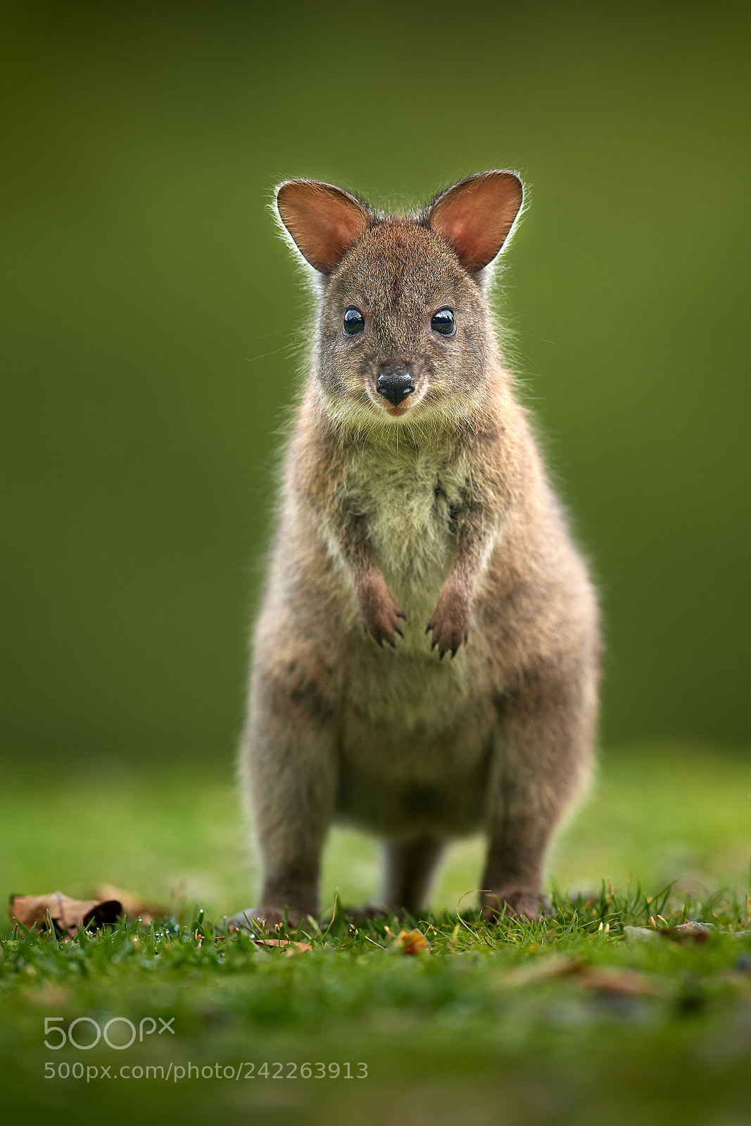 Nikon D500 sample photo. Wallaby photography
