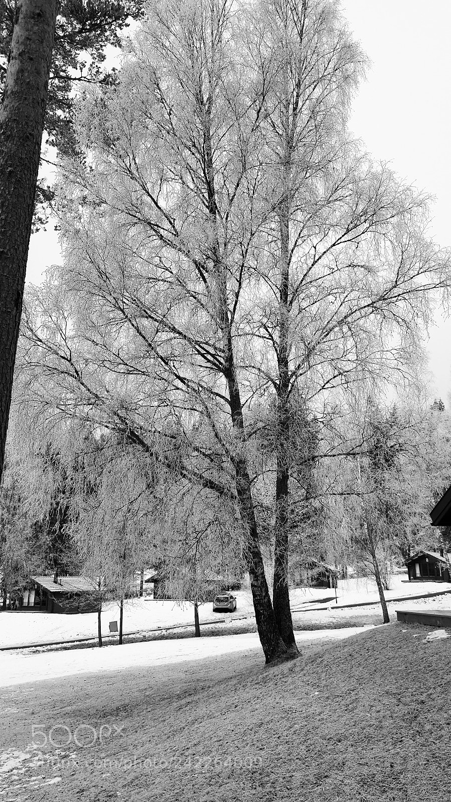 Samsung GALAXY S6 edge sample photo. Frosted trees photography