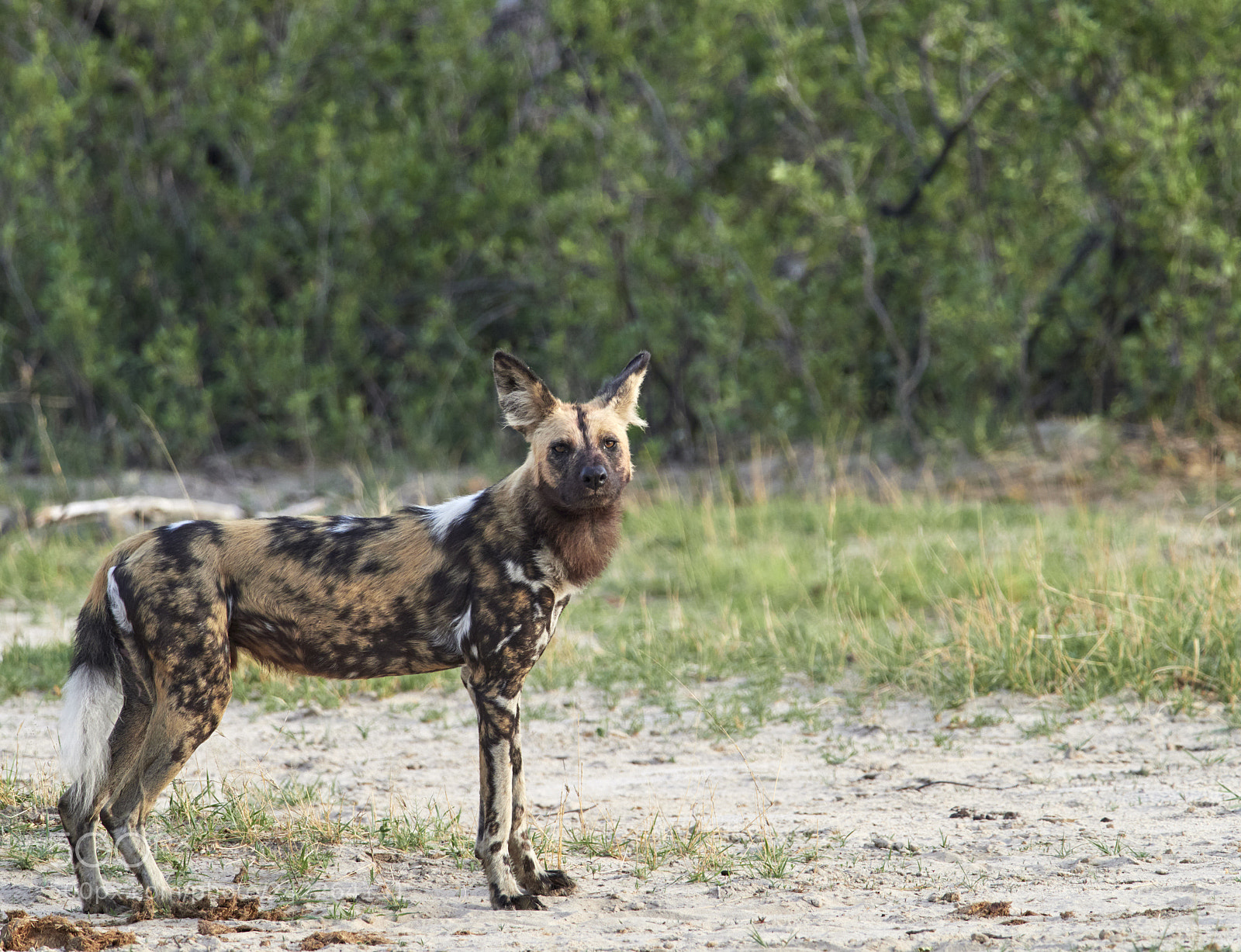 Olympus OM-D E-M1 Mark II sample photo. Wild dog photography