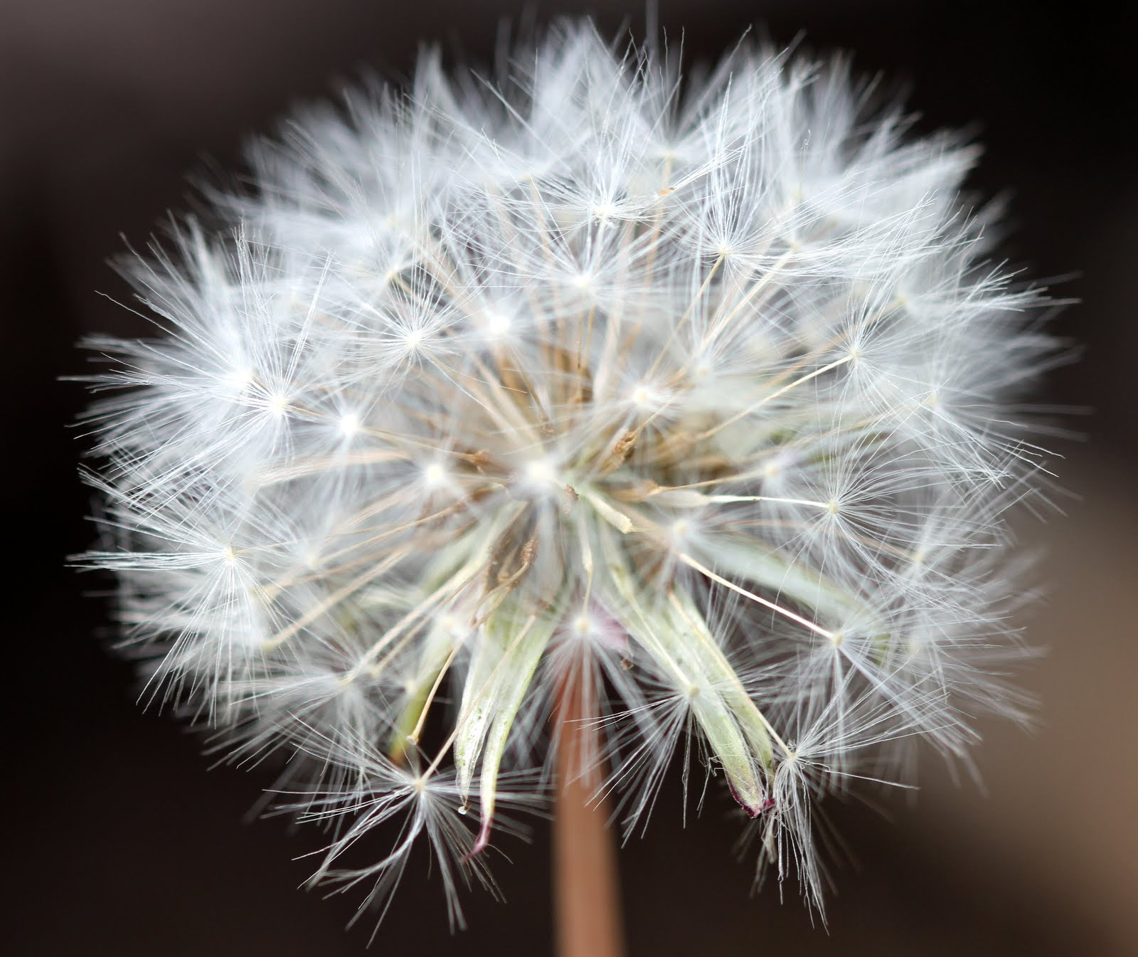 Canon EF 100mm F2.8 Macro USM sample photo. Paardebloem photography