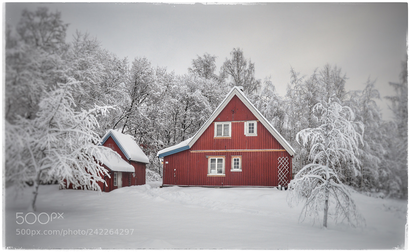 Nikon D3200 sample photo. Red in white photography