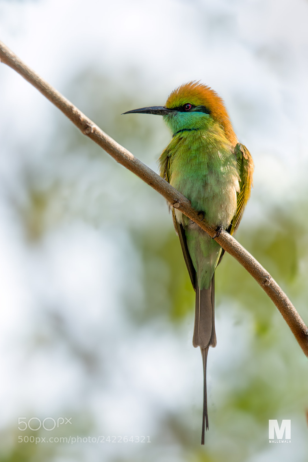 Nikon D7100 sample photo. Kingfisher photography