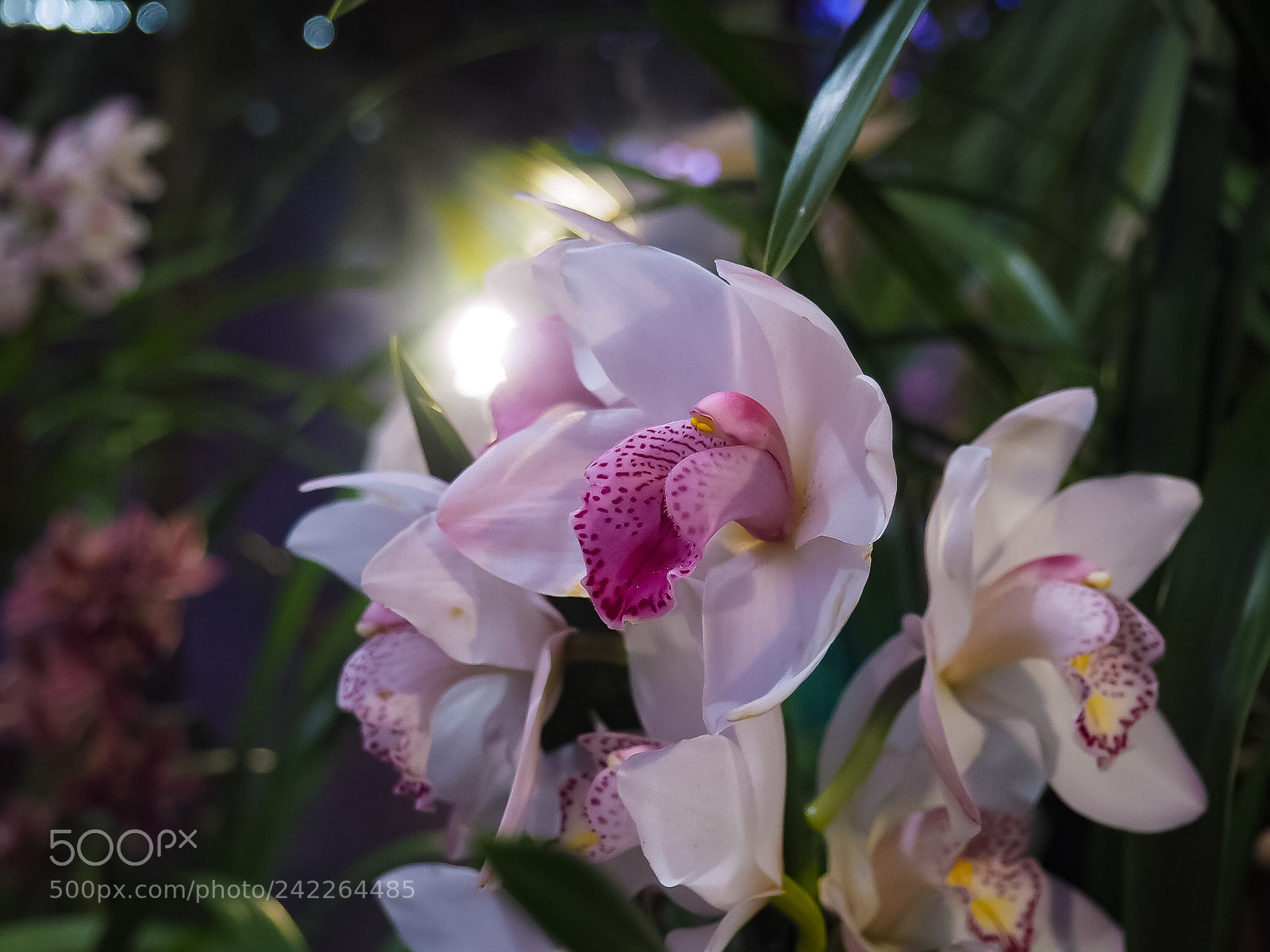 Olympus PEN E-PL7 sample photo. Orchid. botanical garden of photography