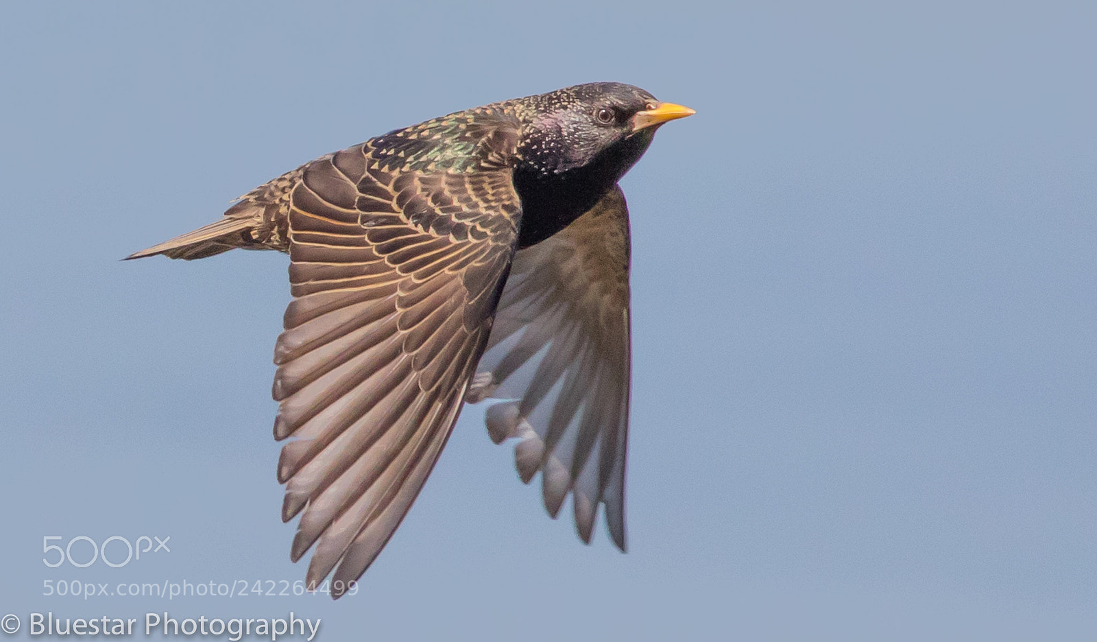 Canon EOS 7D Mark II sample photo. Starling photography