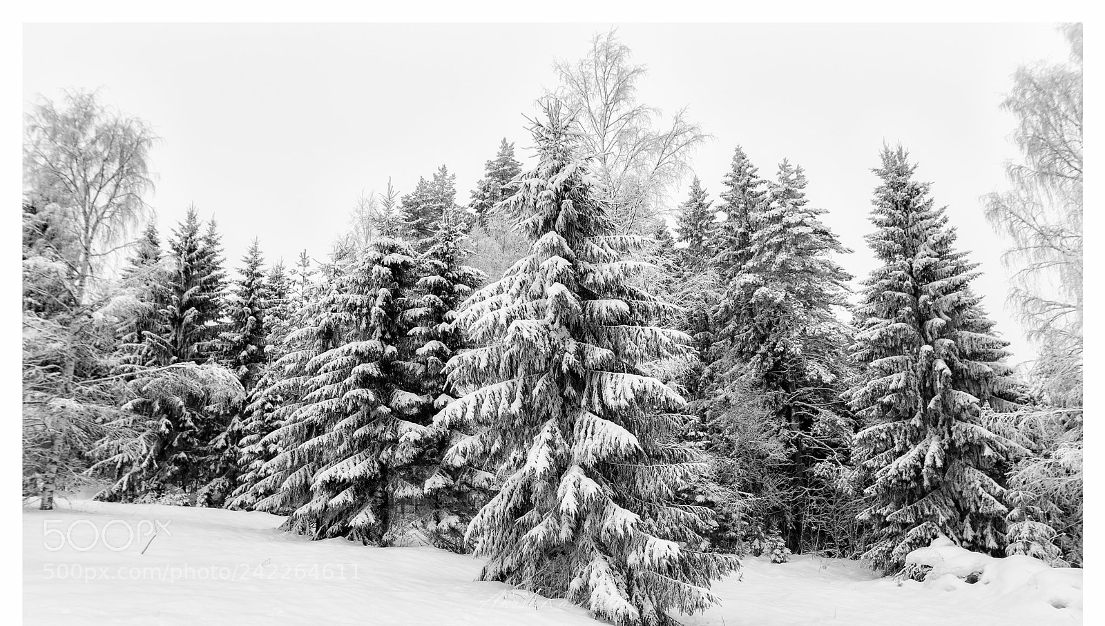 Nikon D600 sample photo. White frost photography