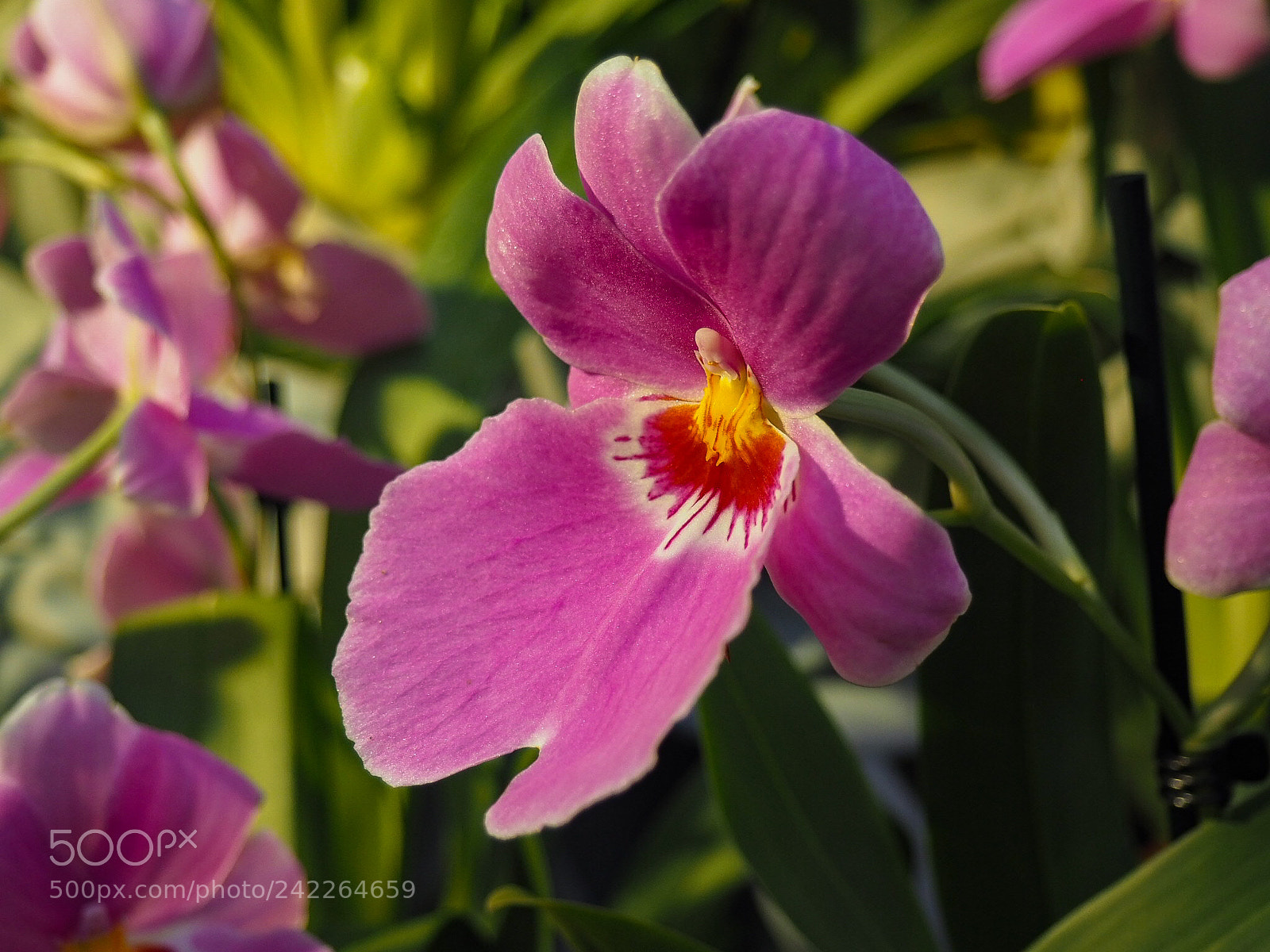 Olympus PEN E-PL7 sample photo. Orchid. botanical garden of photography