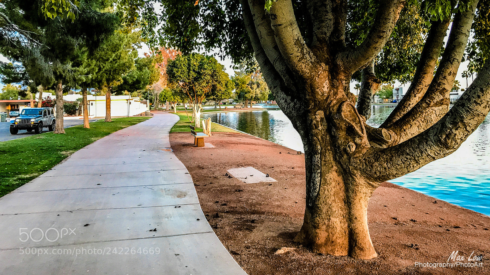 Apple iPhone 7 sample photo. Walk by the tree photography