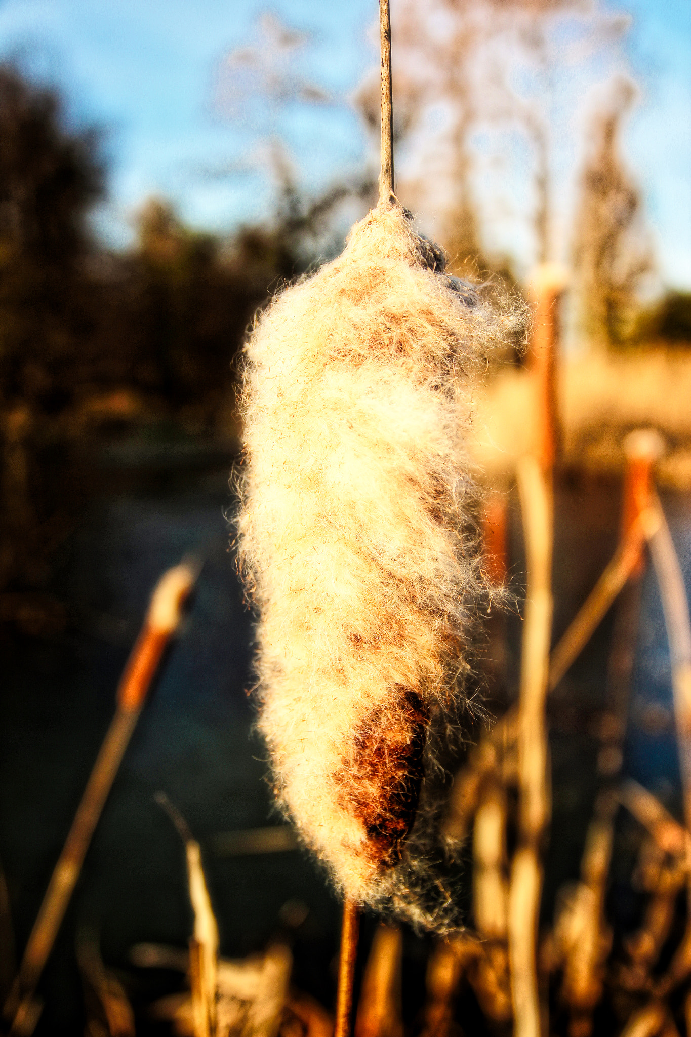 Canon EOS 600D (Rebel EOS T3i / EOS Kiss X5) sample photo. Autumn photography