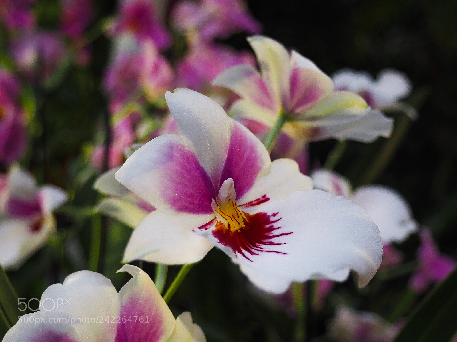 Olympus PEN E-PL7 sample photo. Orchid. botanical garden of photography