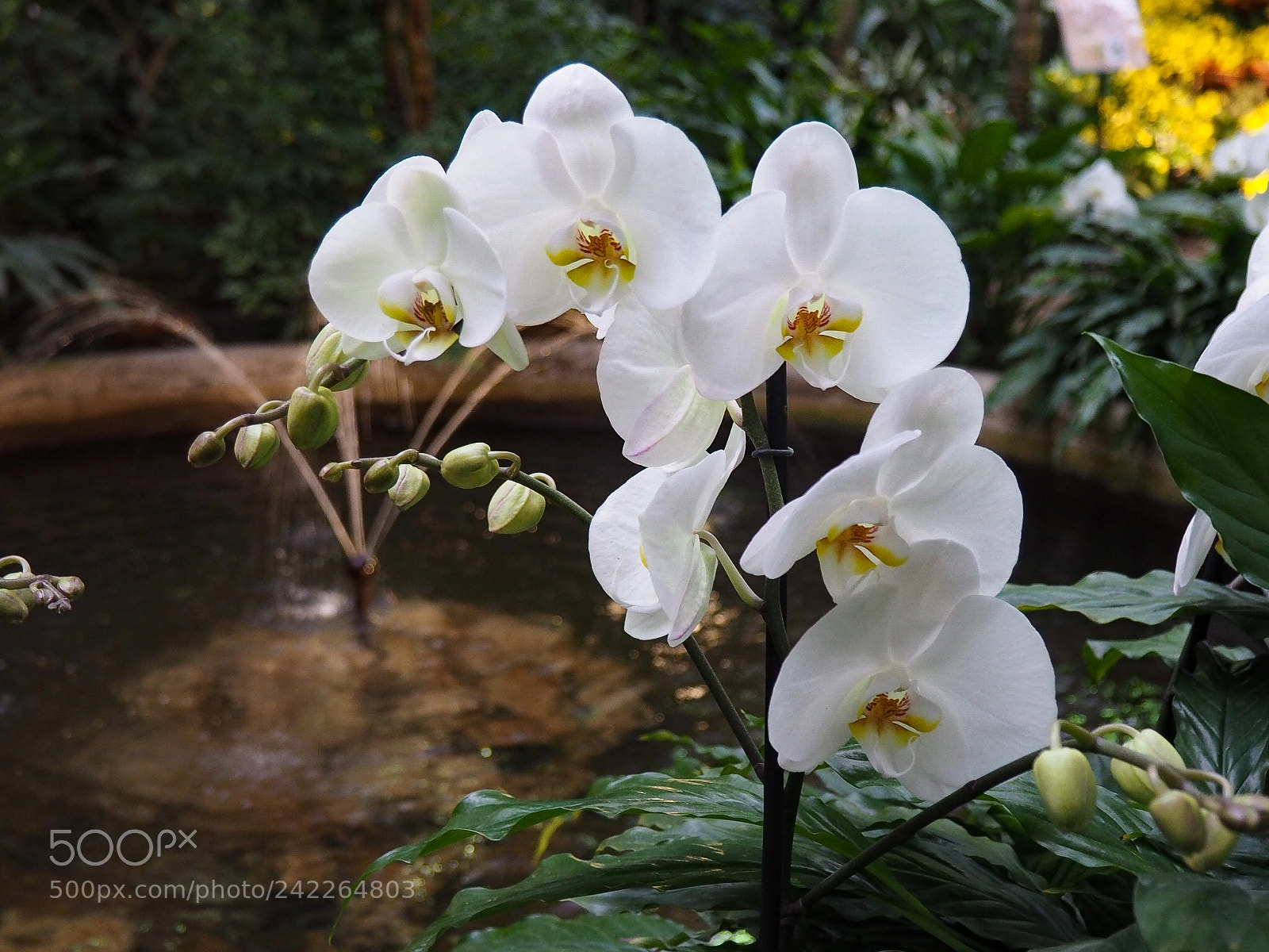 Olympus PEN E-PL7 sample photo. Orchid. botanical garden of photography
