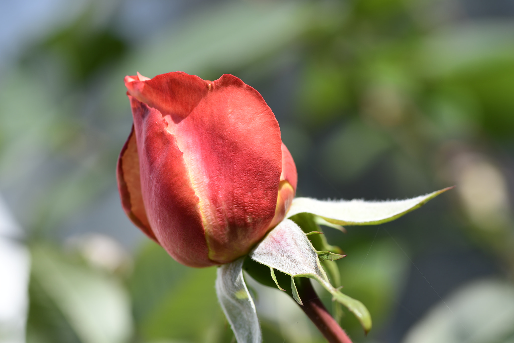 Nikon AF-S Micro-Nikkor 105mm F2.8G IF-ED VR sample photo. Flower photography